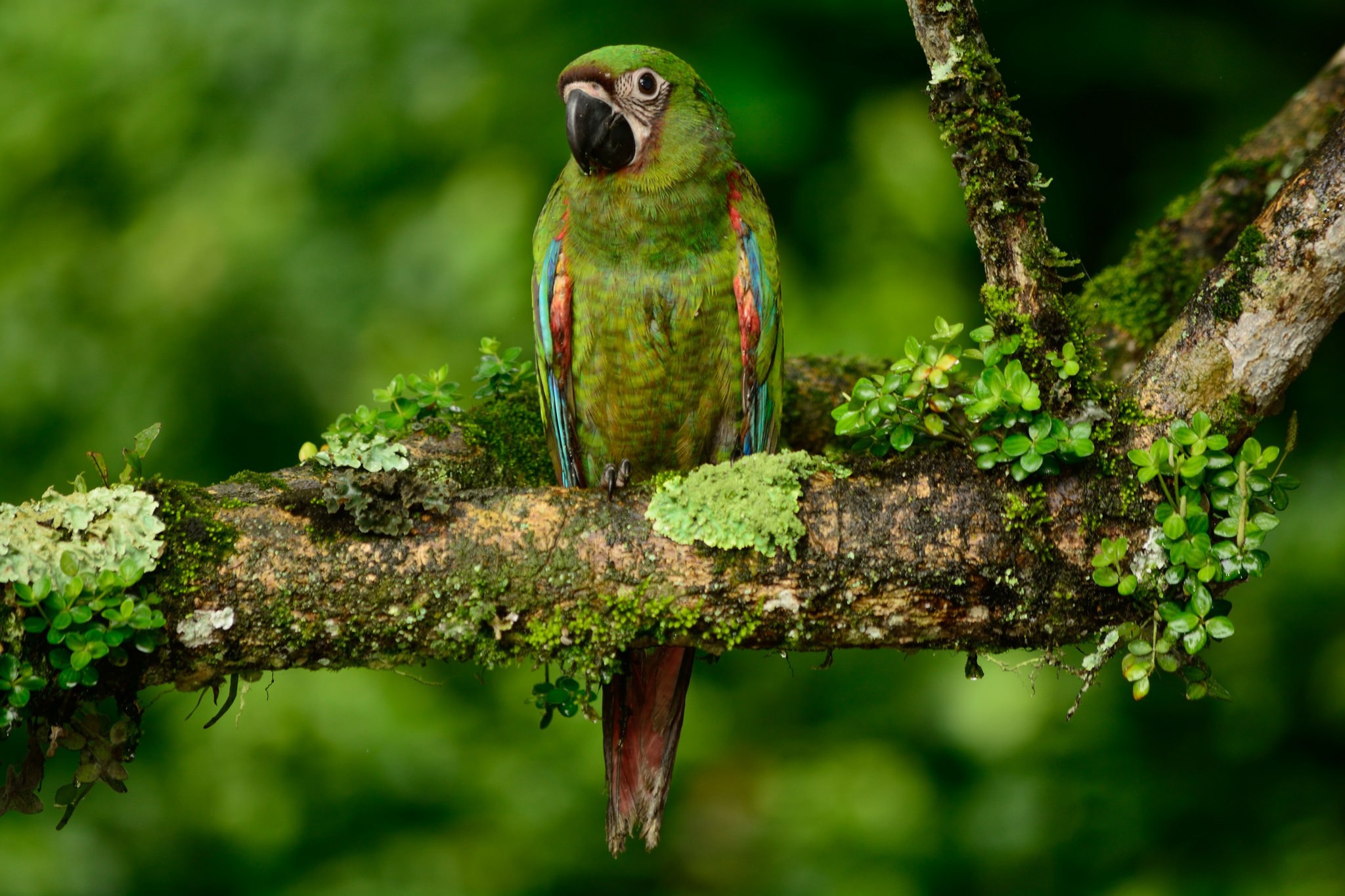 Bird Depth Of Field Macaw Wildlife 2048x1365