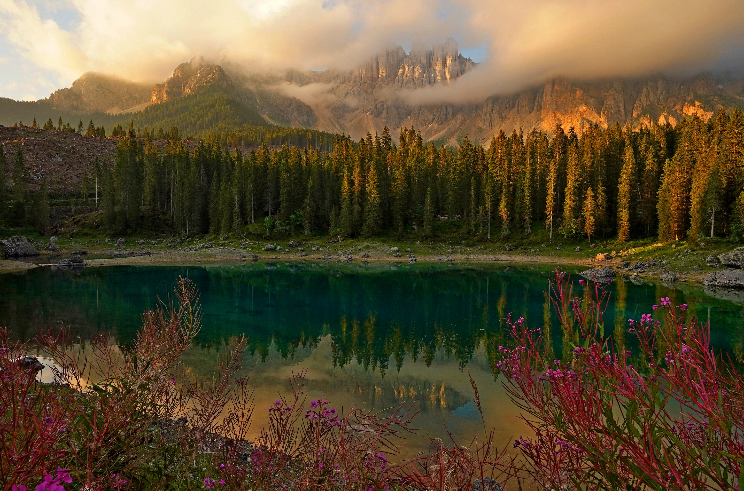 Alps Cloud Fireweed Flower Forest Lake Mountain Reflection 2880x1902