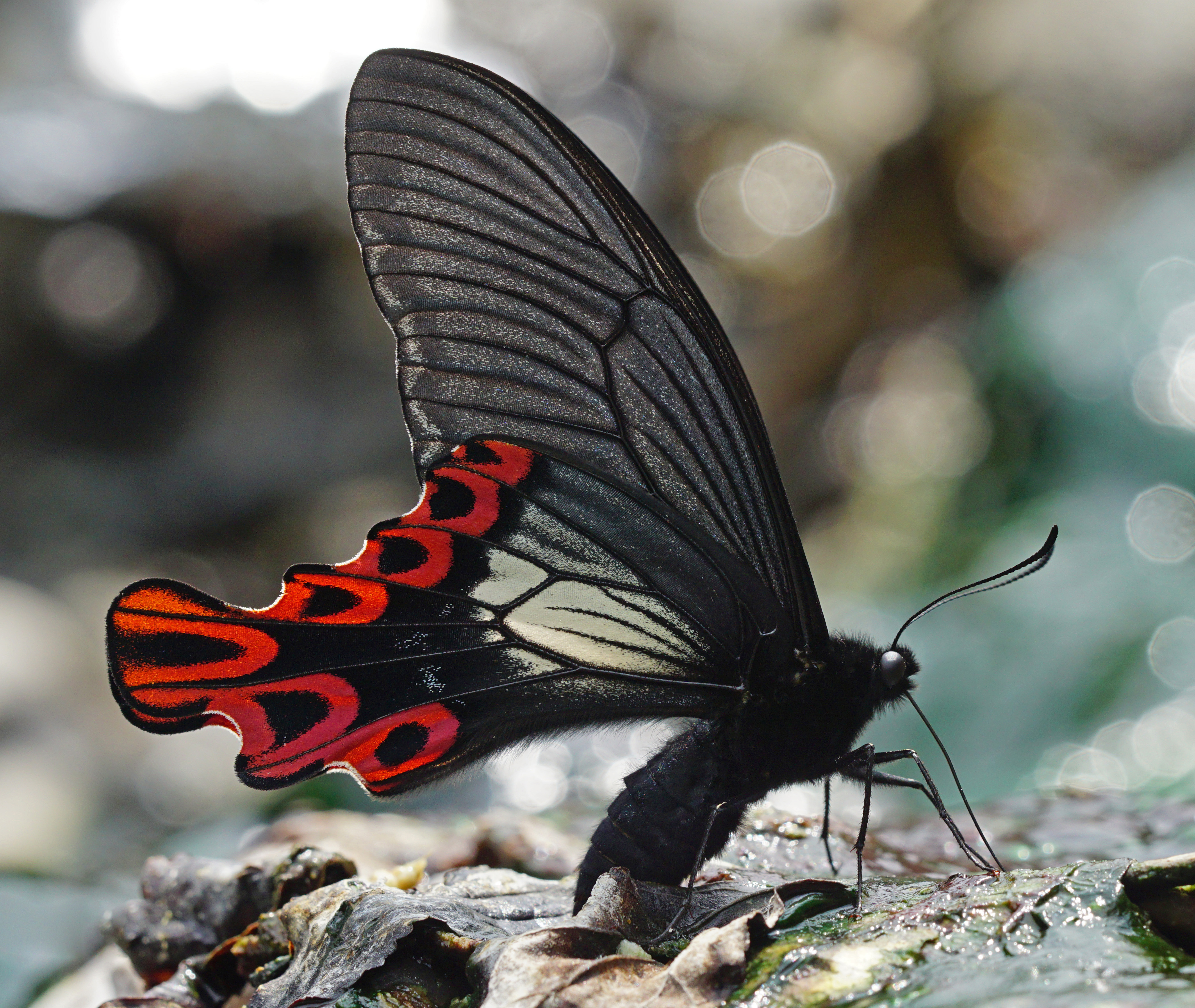 Animal Butterfly Papilio Maraho Swallowtail Swallowtail Butterfly 4200x3543