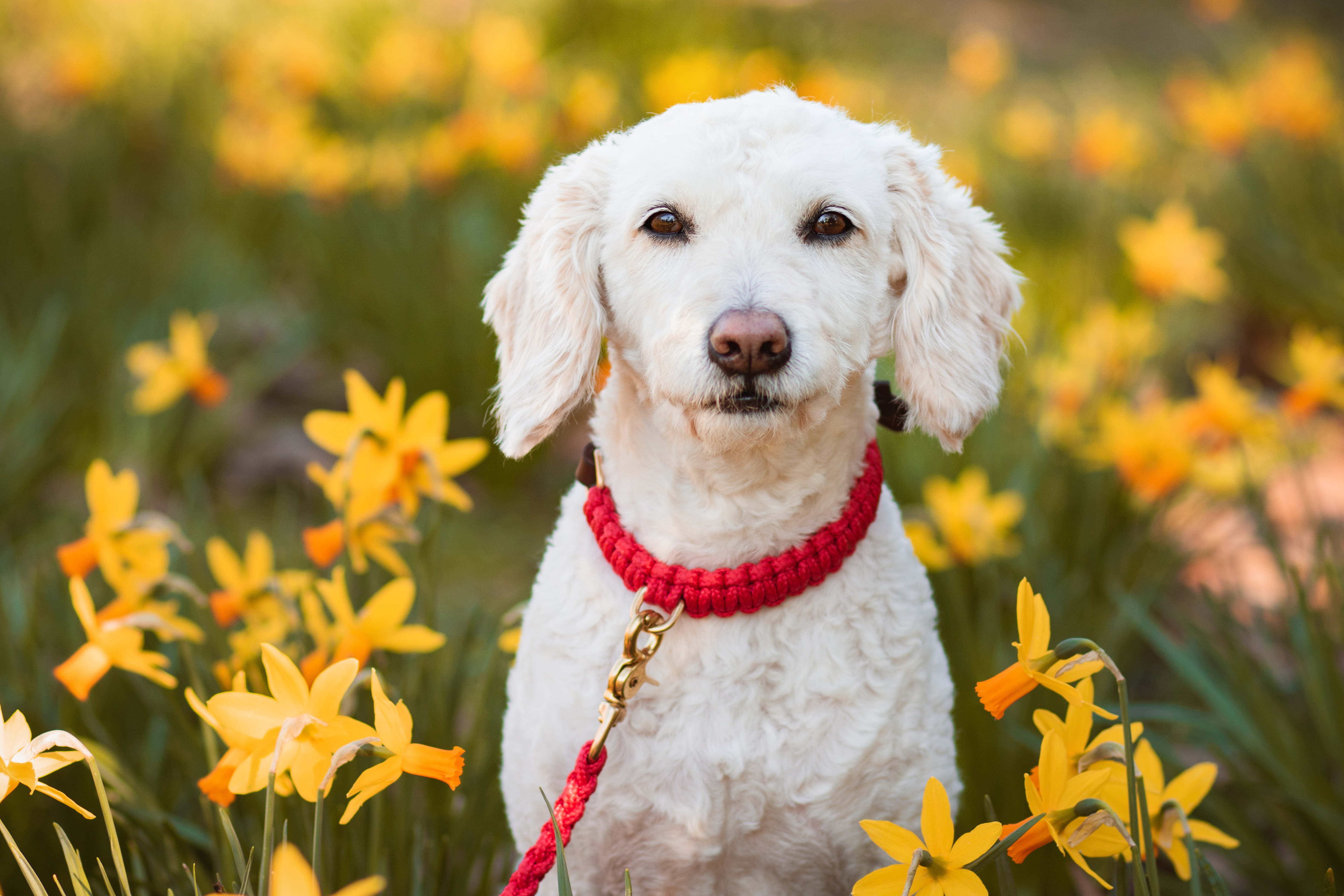 Daffodil Dog Perro De Agua Espanol Pet 4912x3275