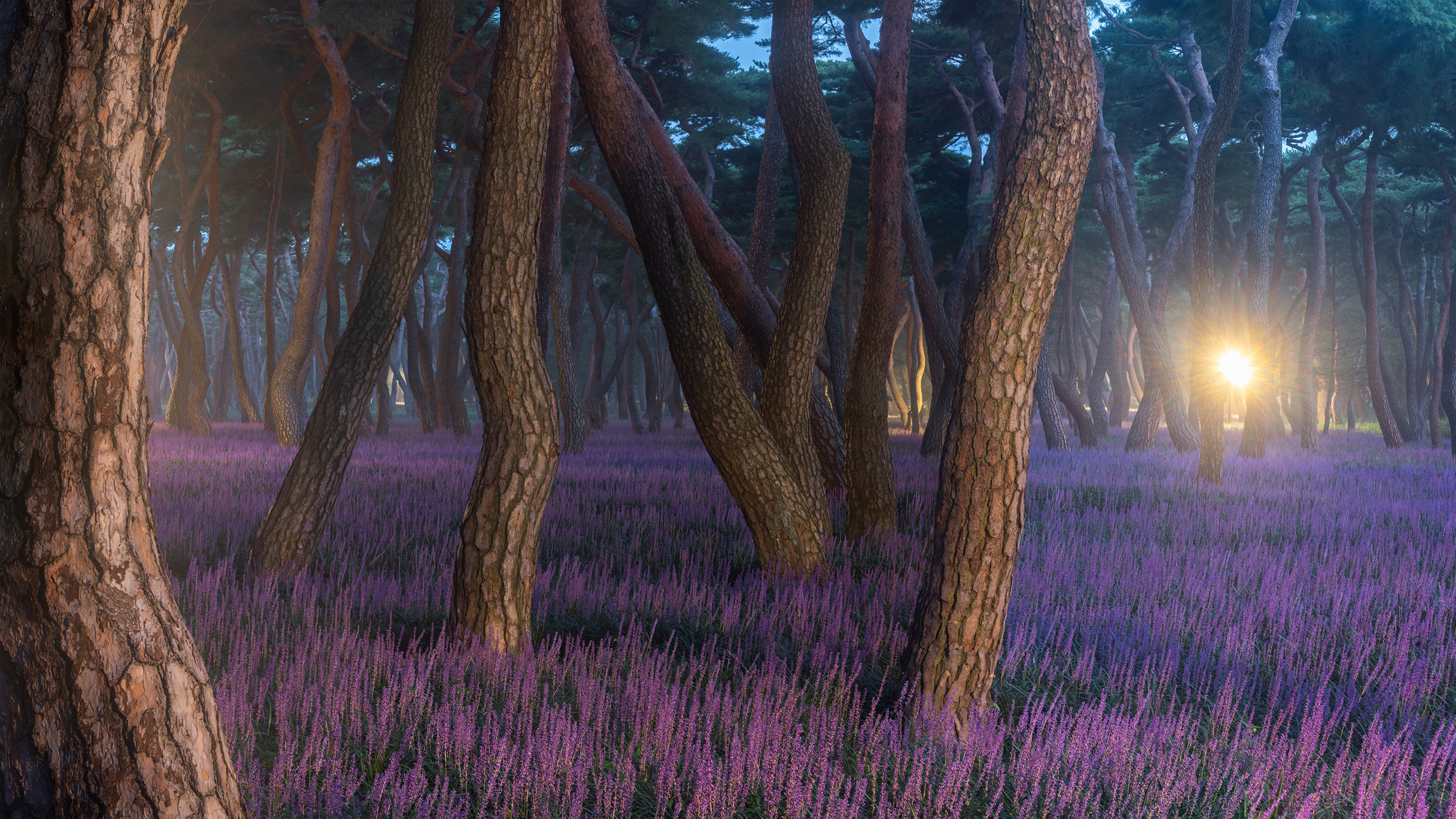 Jaeyoun Ryu Landscape Trees Purple Bright Nature Lavender Forest Tree Bark 2100x1181