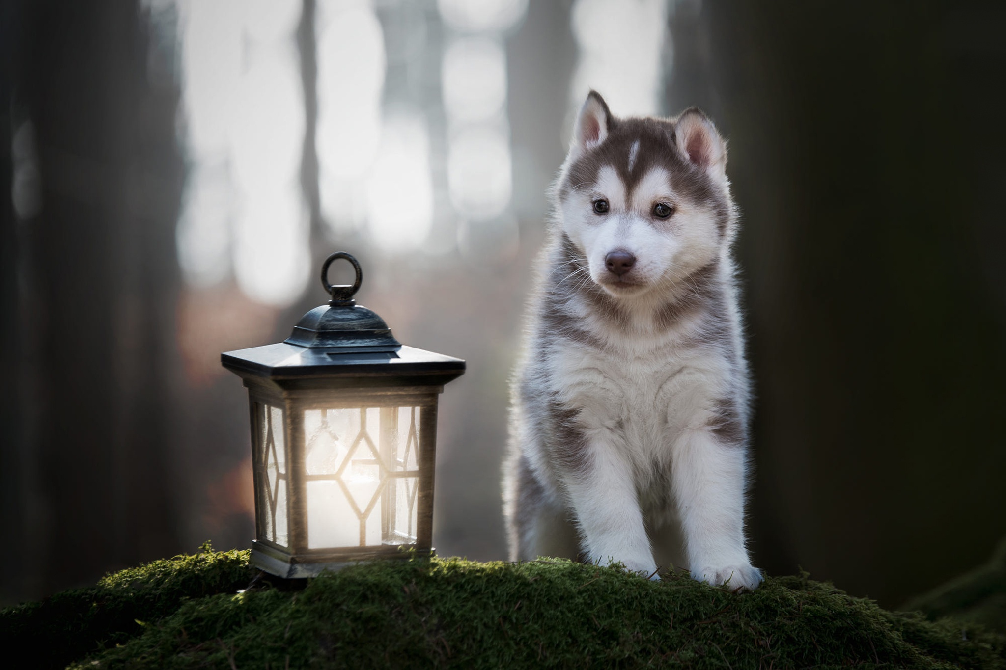 Dog Husky Lantern Pet Puppy 2048x1365