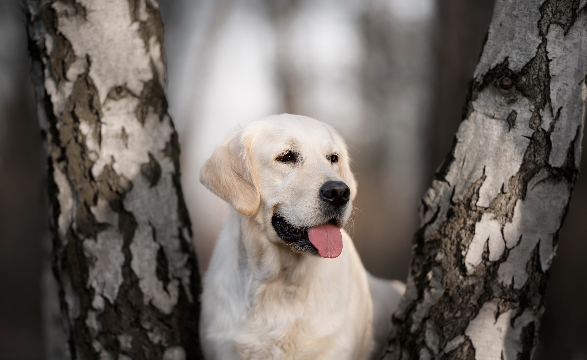 Dog Labrador Retriever Pet 2047x1256
