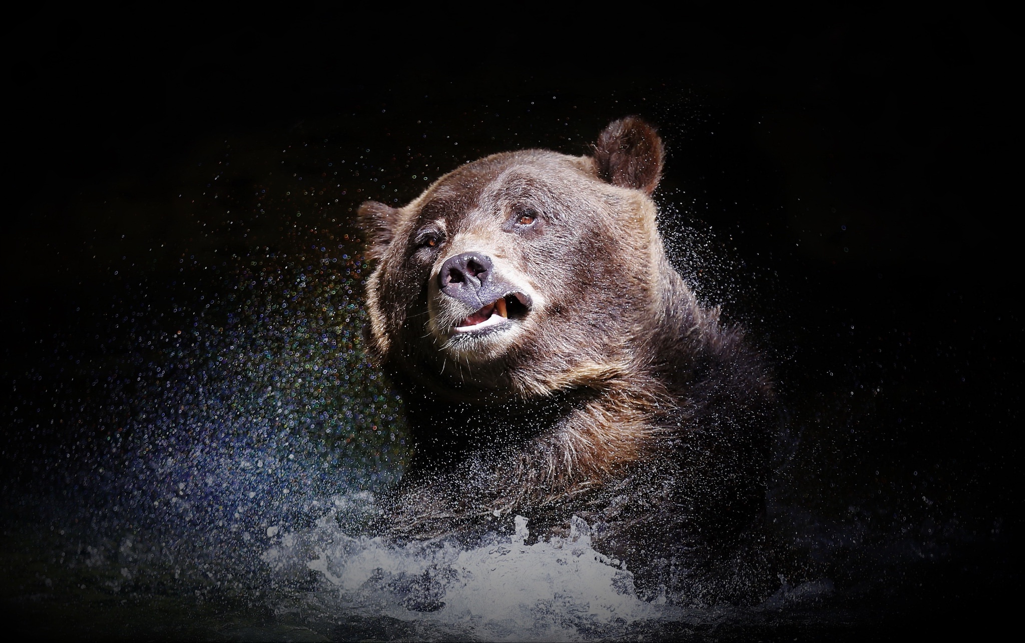 Bear Splash Water Wildlife Predator Animal 2048x1285
