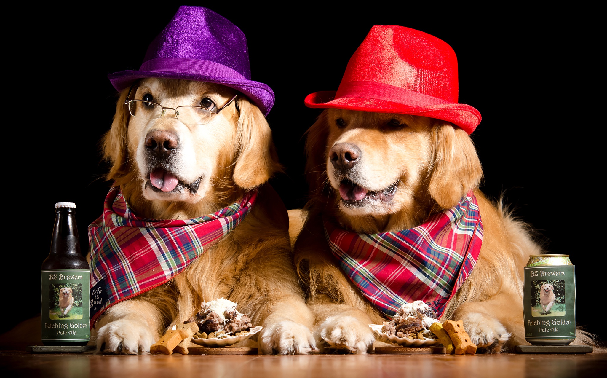 Dog Golden Retriever Hat Humor Pet 2048x1275