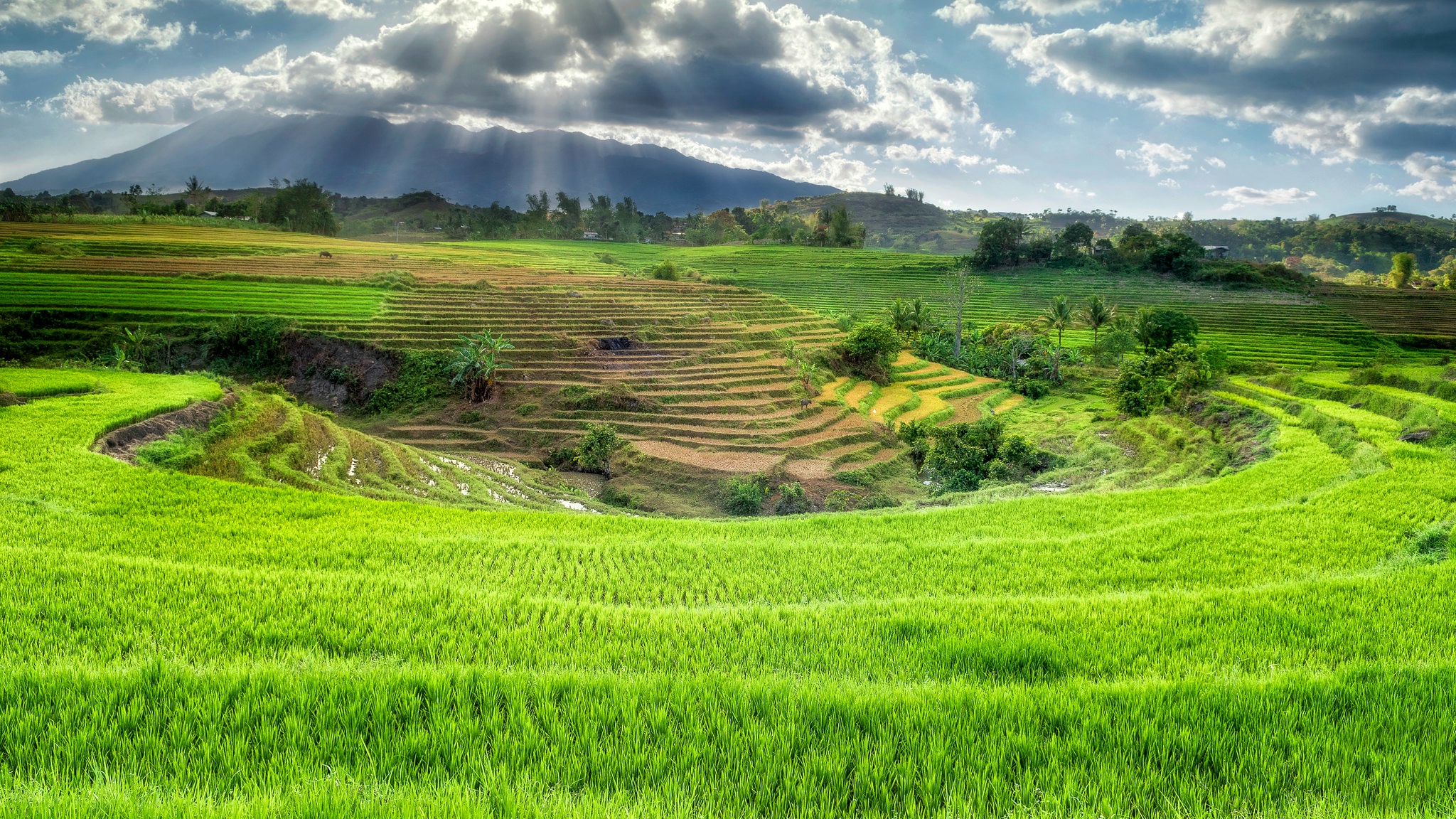 Man Made Rice Terrace 2048x1152