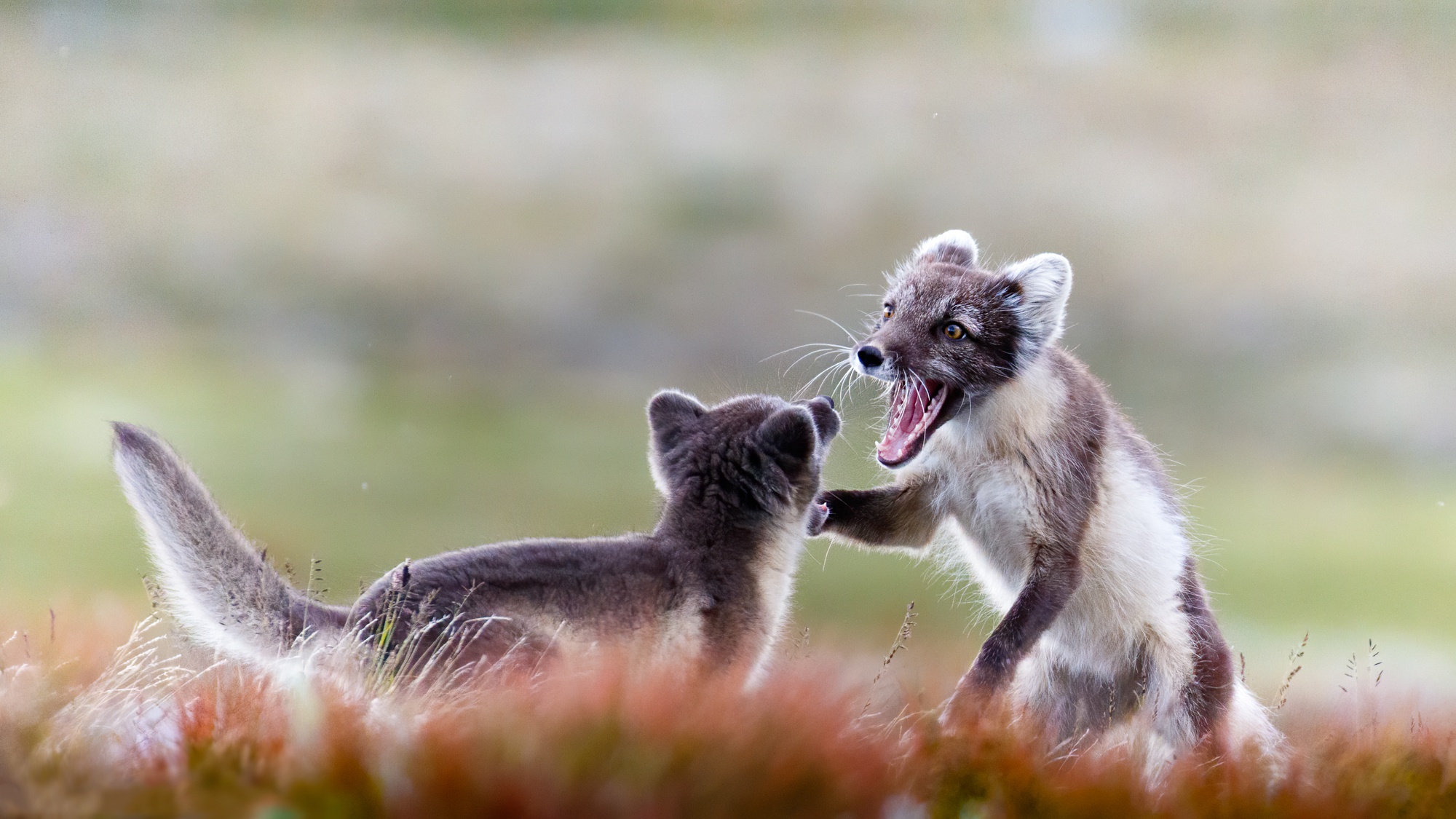 Arctic Fox 2000x1125