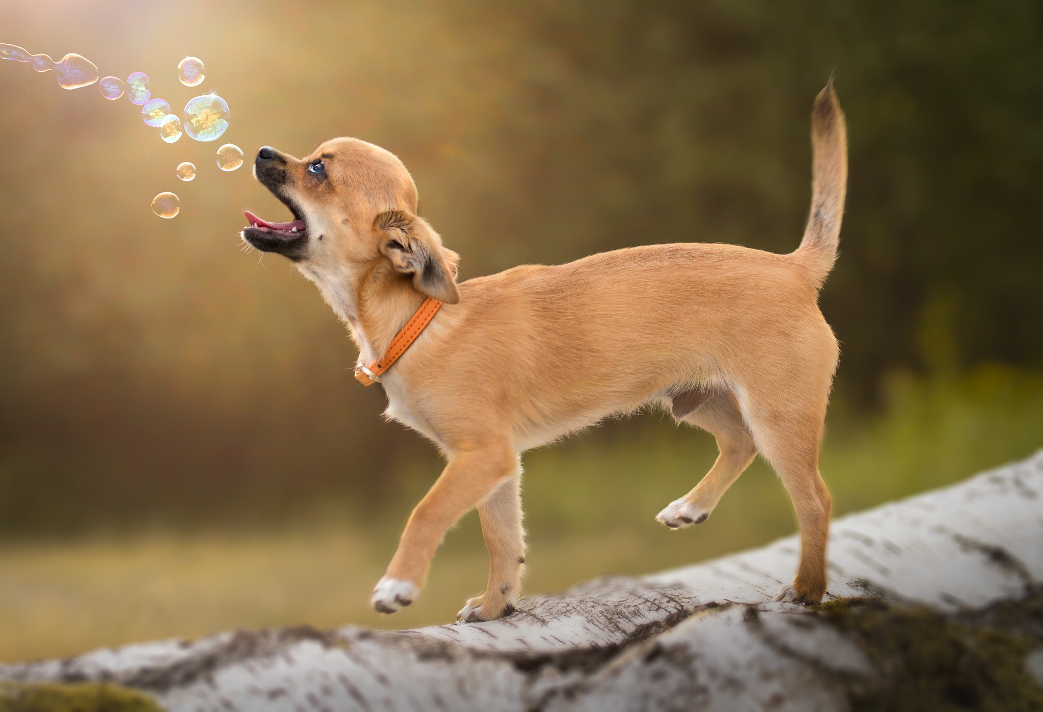 Bubble Chihuahua Collar Dog Log Pet 2048x1398