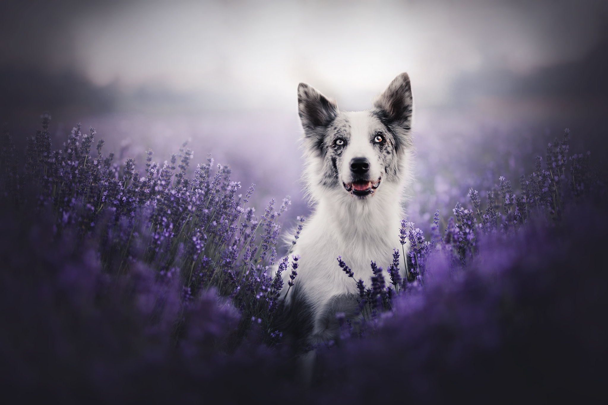 Border Collie Dog Pet Purple Flower 2048x1365