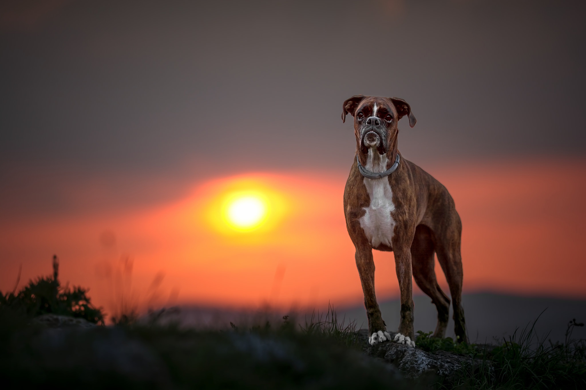 Boxer Dog Depth Of Field Dog Sunset 2048x1365