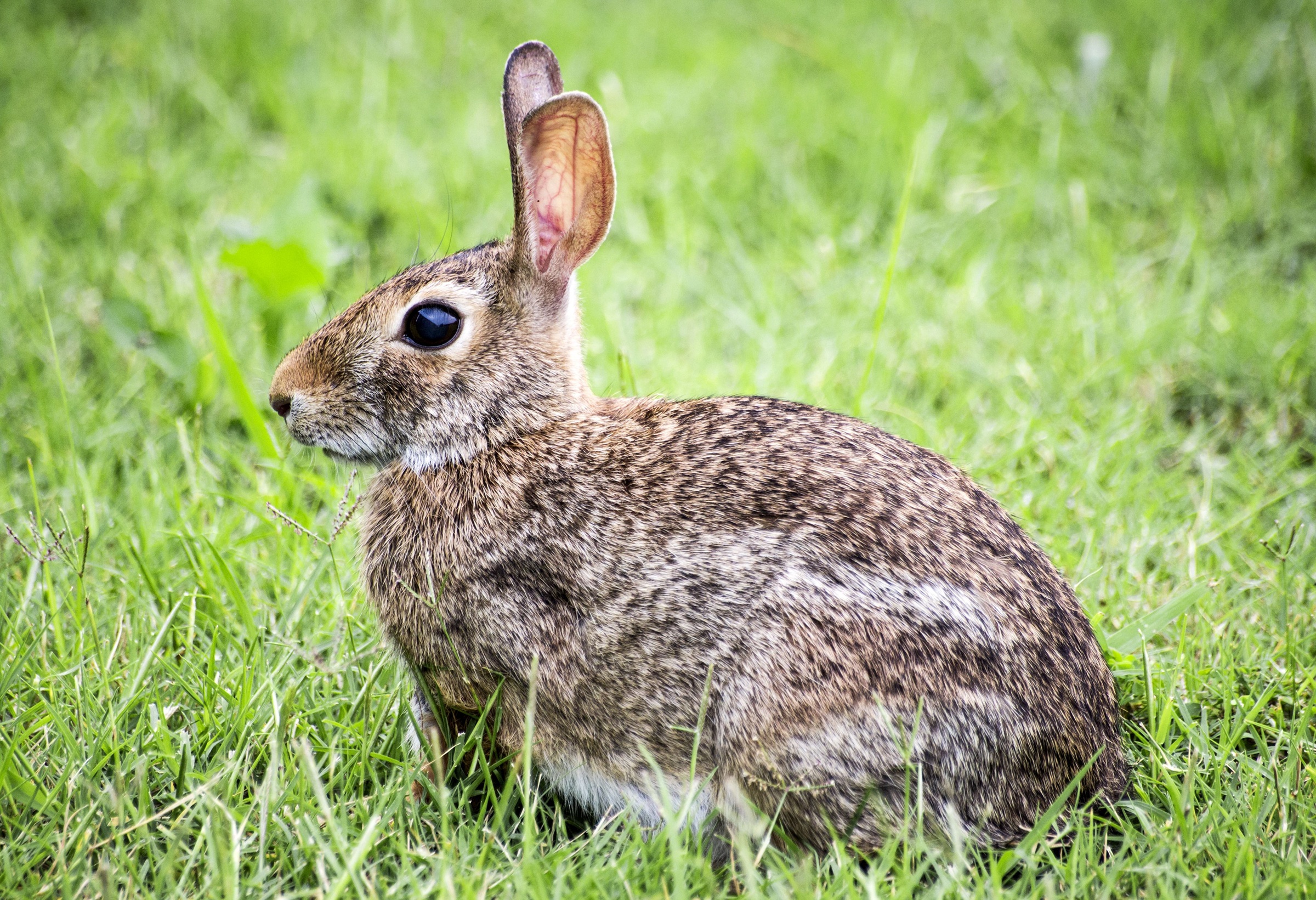 Animal Hare 2400x1641