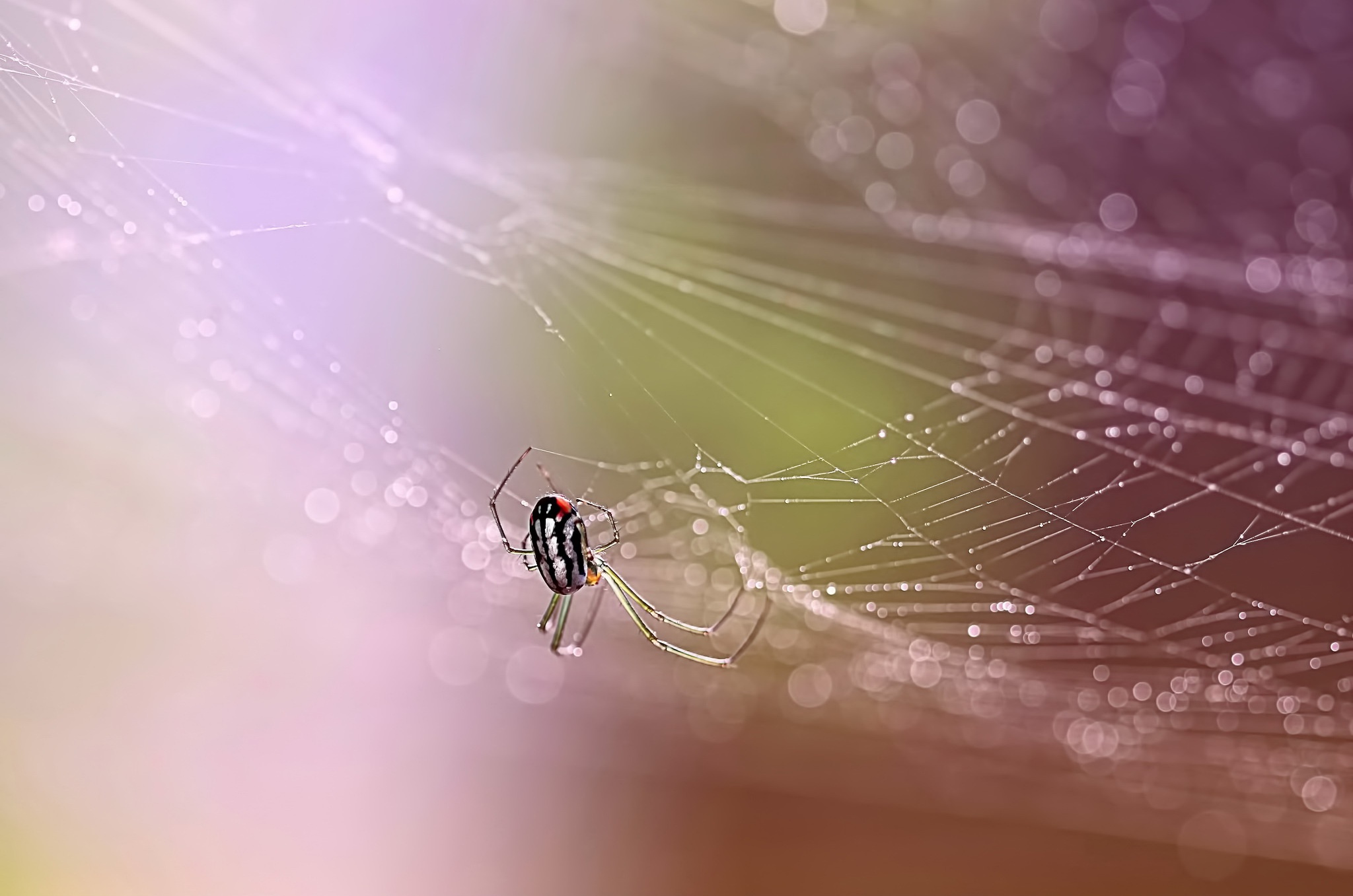 Arachnid Macro Spider Spider Web 2048x1357