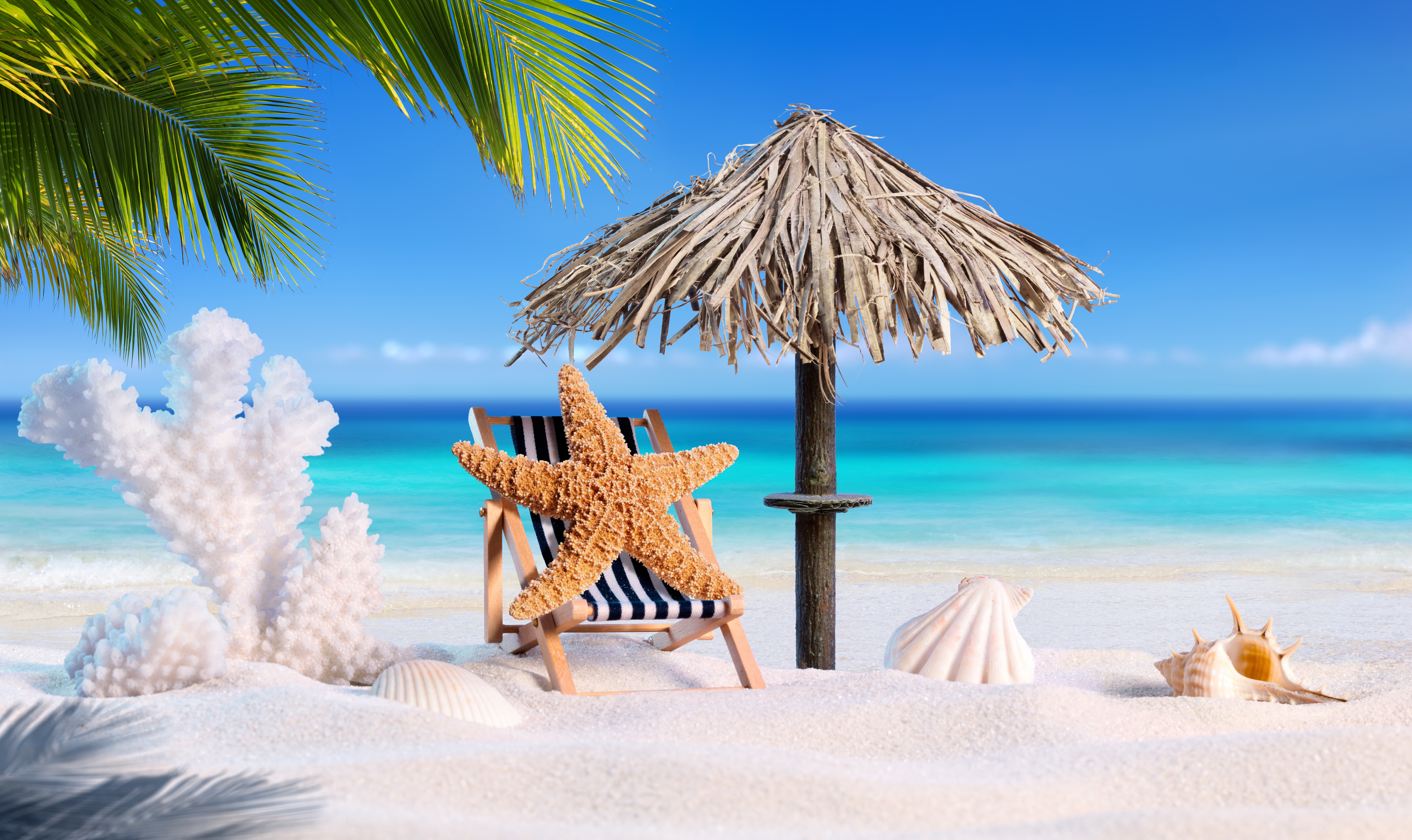 Beach Sand Shell Starfish Summer Tropical 8000x4760