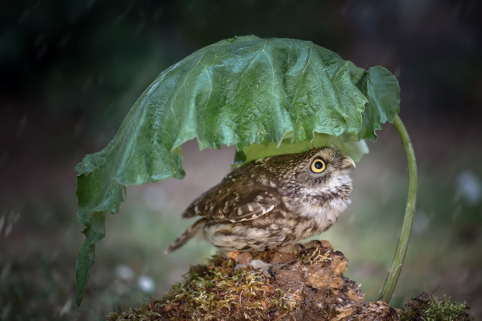 Bird Owl Wildlife 2048x1362