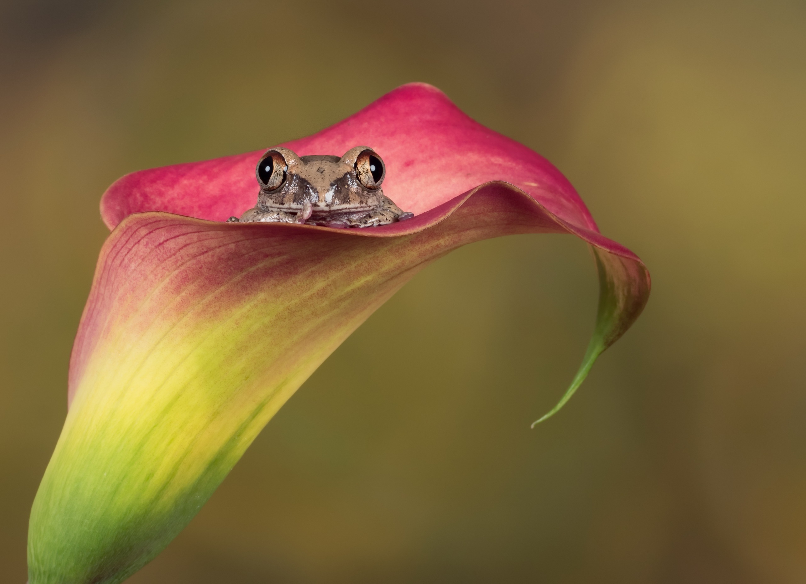 Amphibian Calla Lily Flower Frog Wildlife 2560x1857