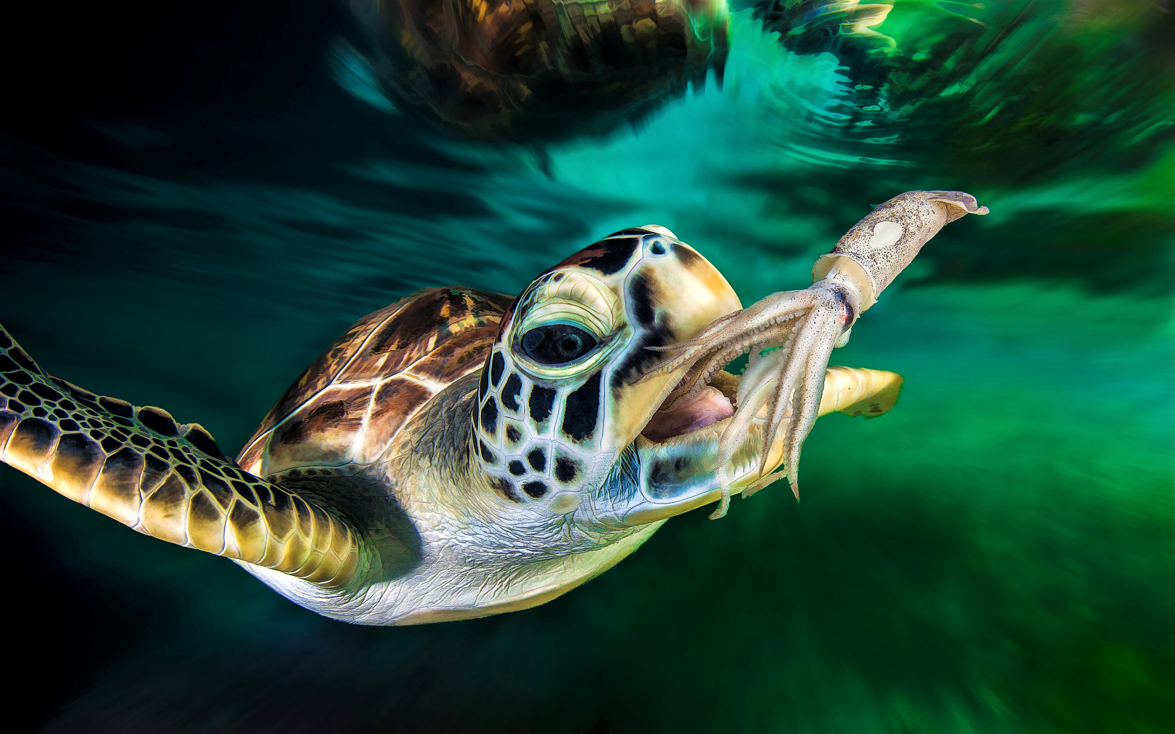 Animal Ocean Sea Turtle Squid Turtle 3840x2400