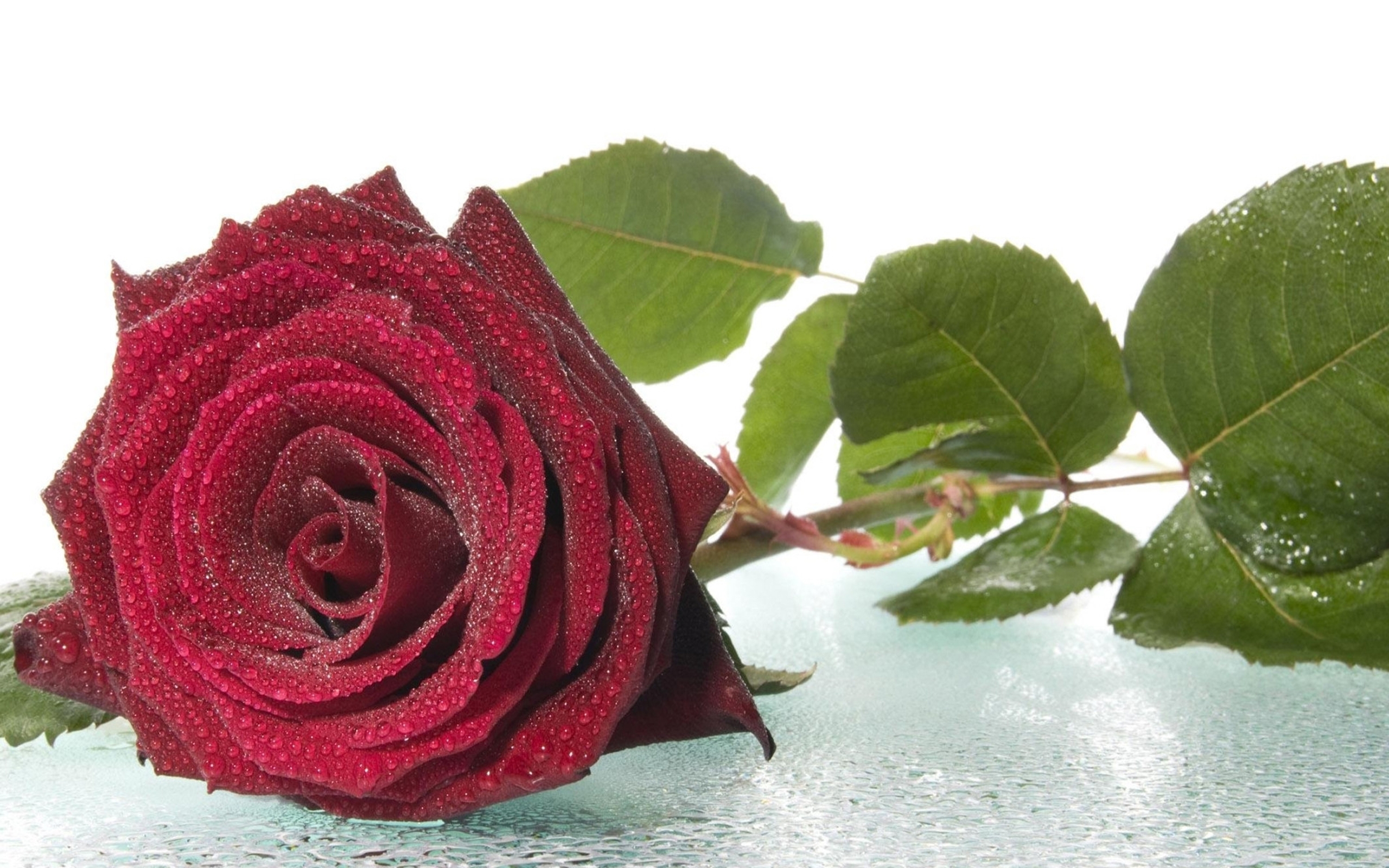 Dew Flower Leaf Red Rose Rose 2560x1600