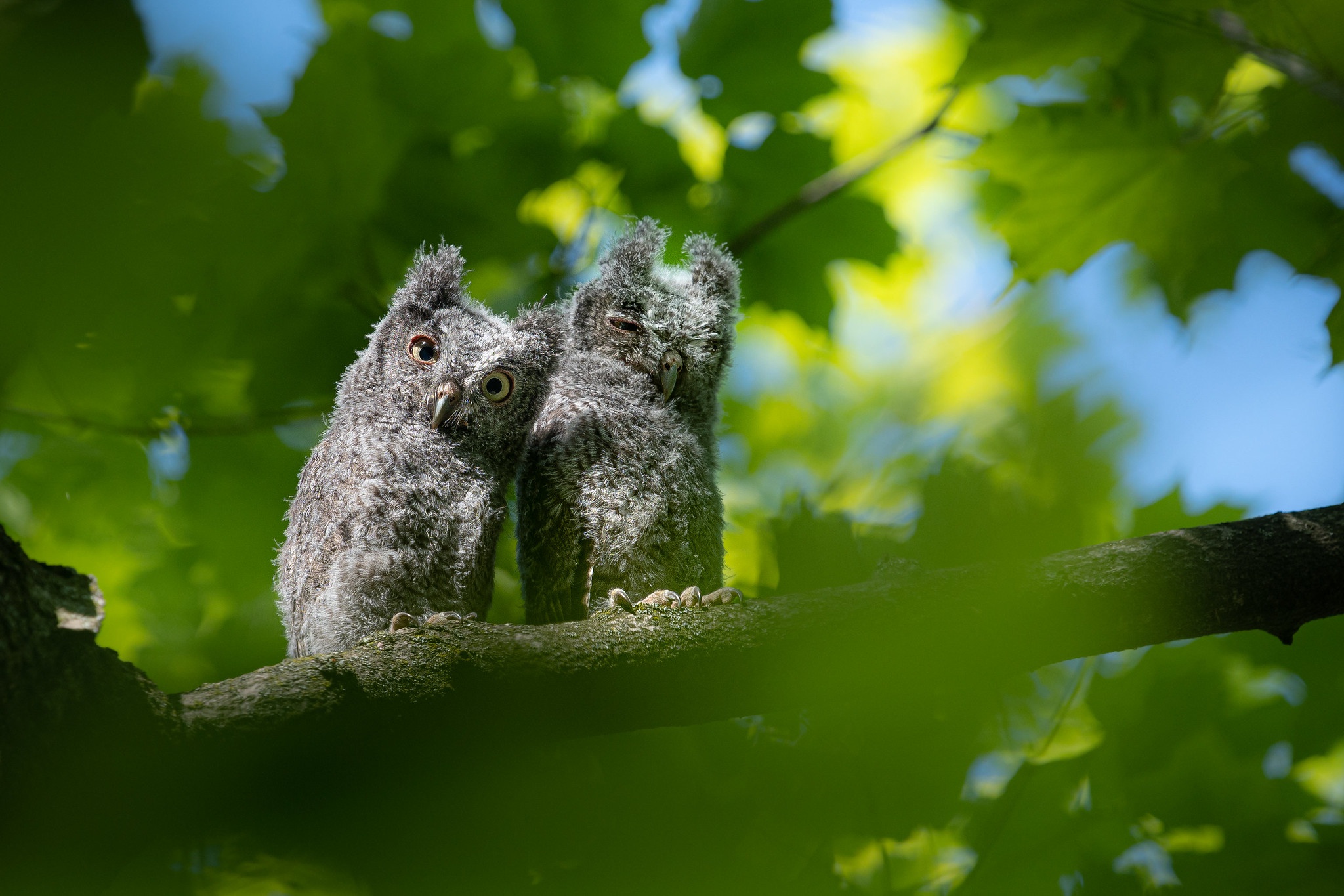 Baby Animal Bird Owl Owlet Wildlife 2048x1365