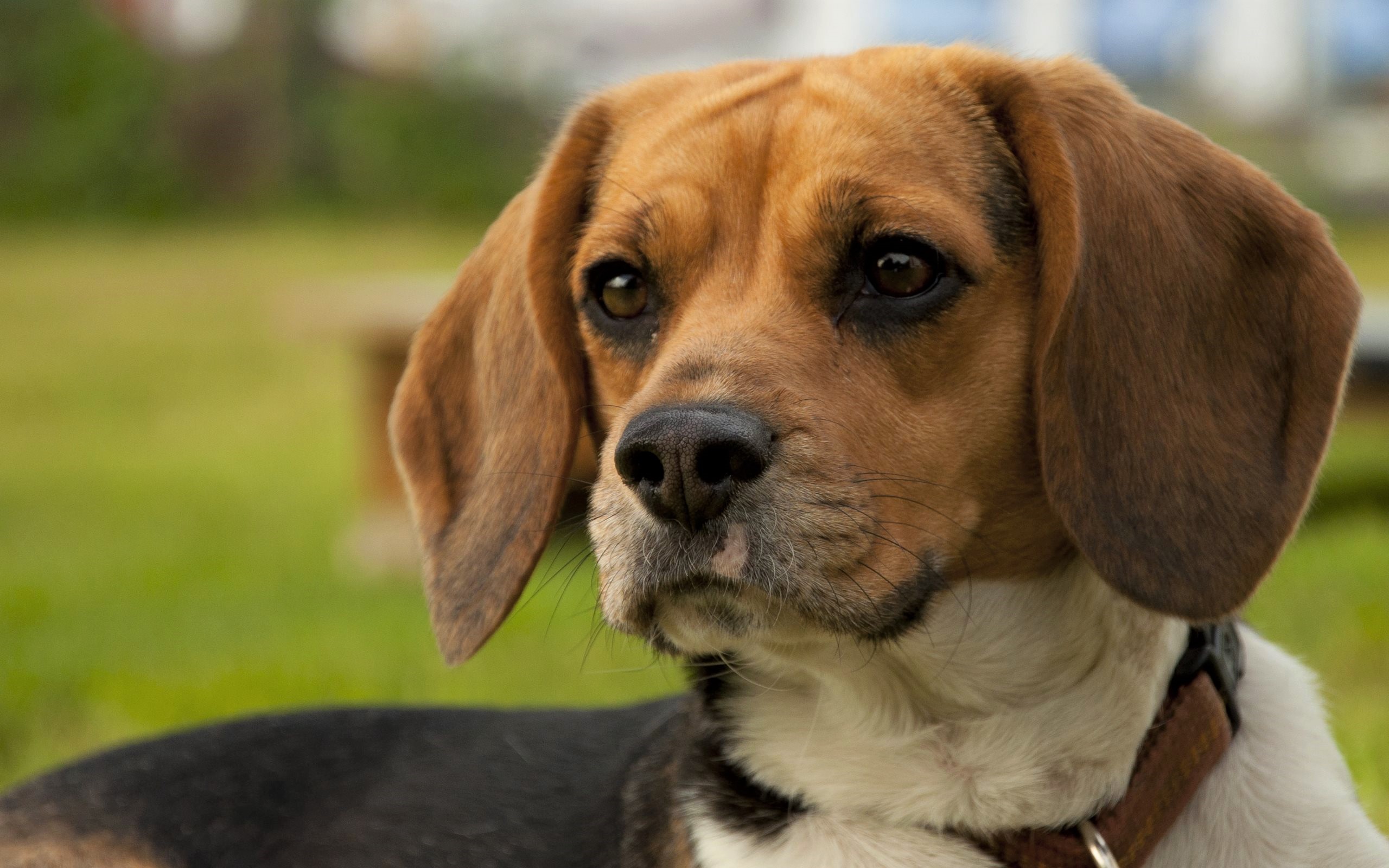 Animal Beagle Cute Dog Face 2560x1600