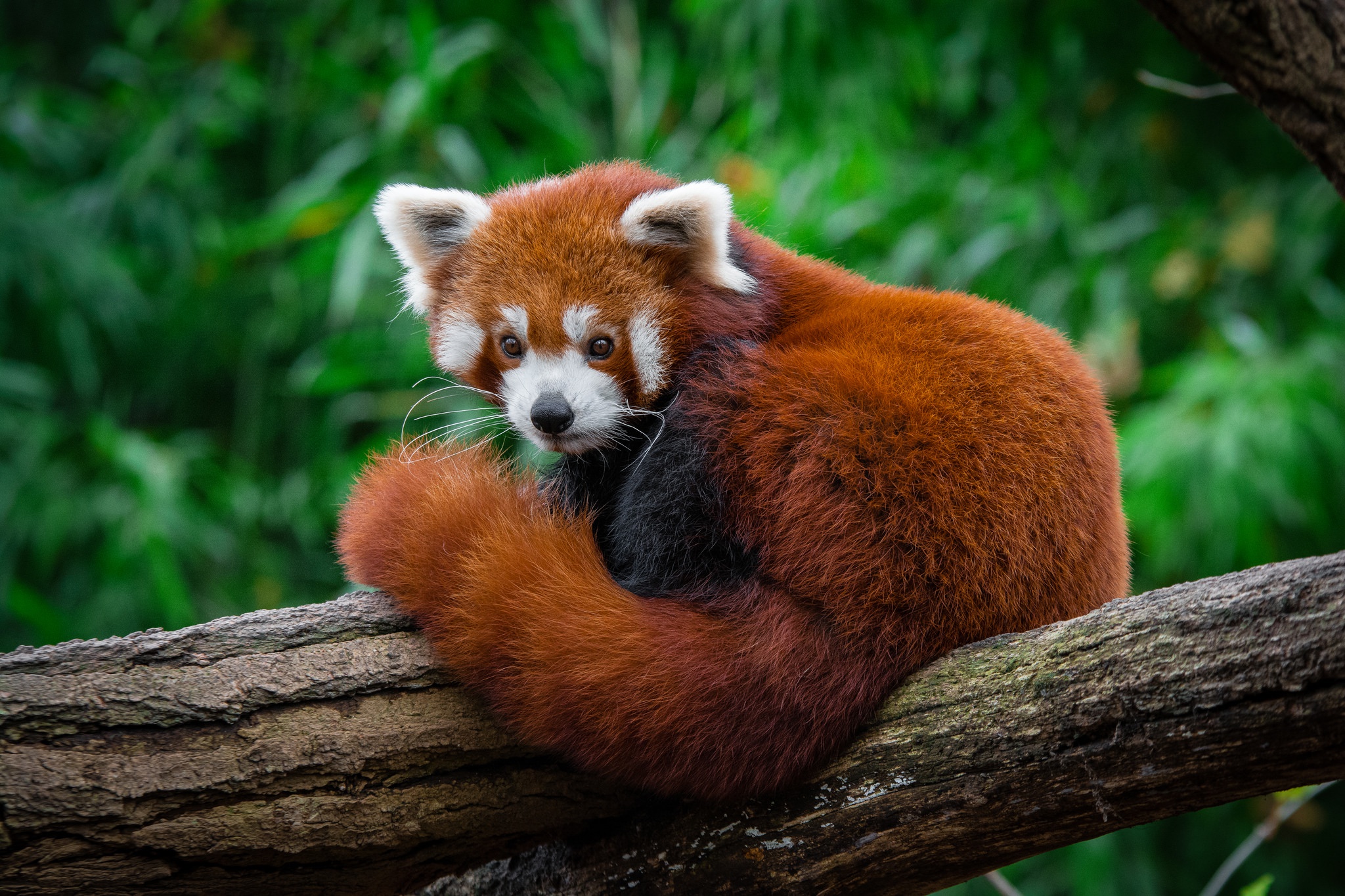 Red Panda Zoo 2048x1365