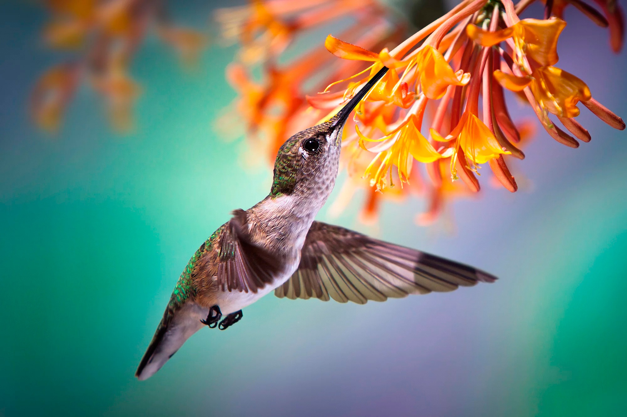 Bird Hummingbird Macro Orange Flower Wildlife 2000x1332