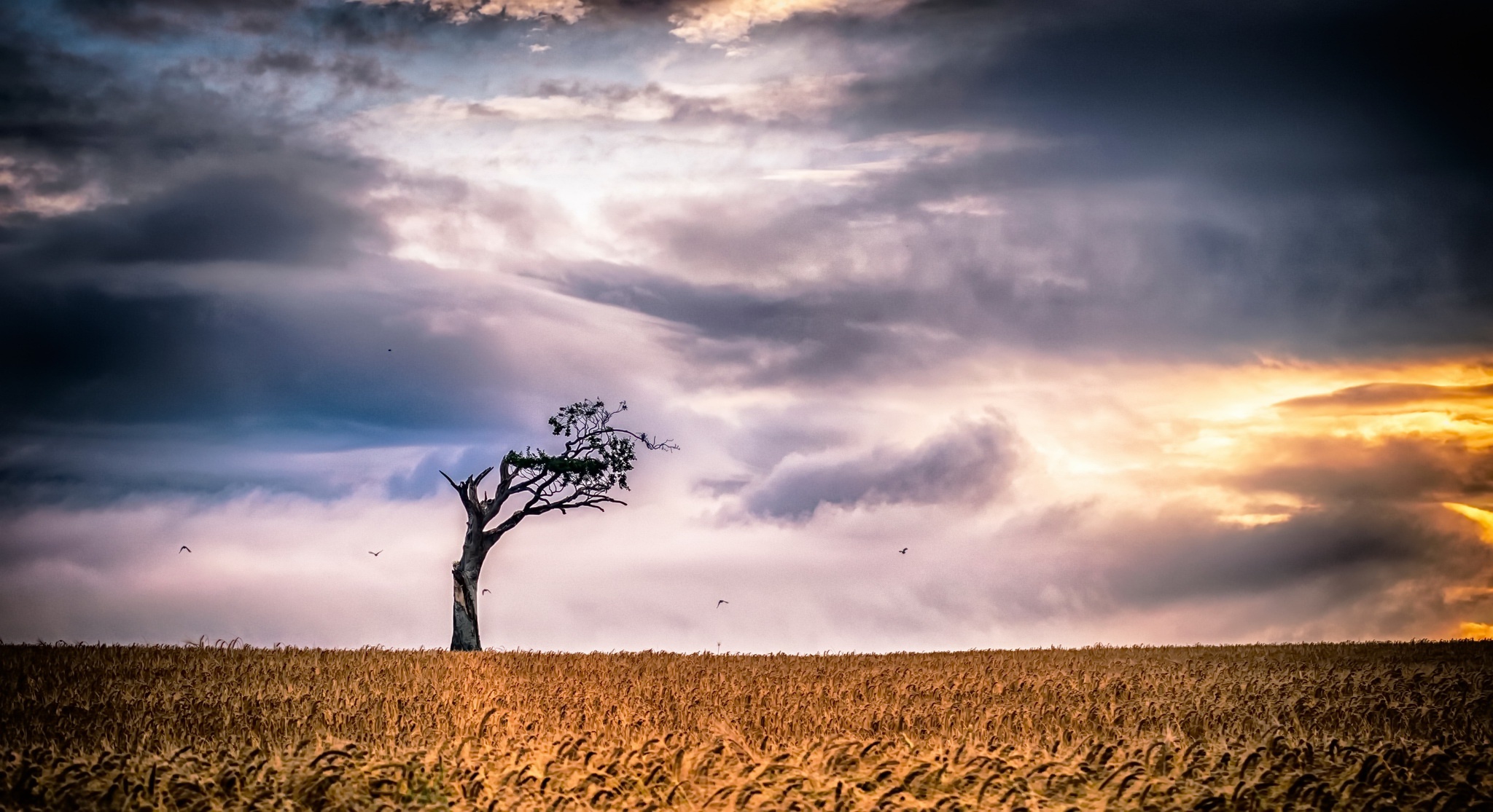 Cloud Field Lonely Tree Nature Sky Summer Tree Wheat 2048x1115