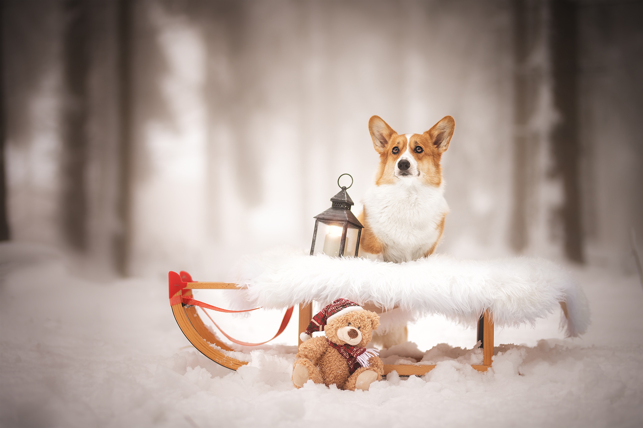 Corgi Dog Lantern Pet Sleigh Snow Teddy Bear Winter Wallpaper -  Resolution:2048x1365 - ID:1191352 