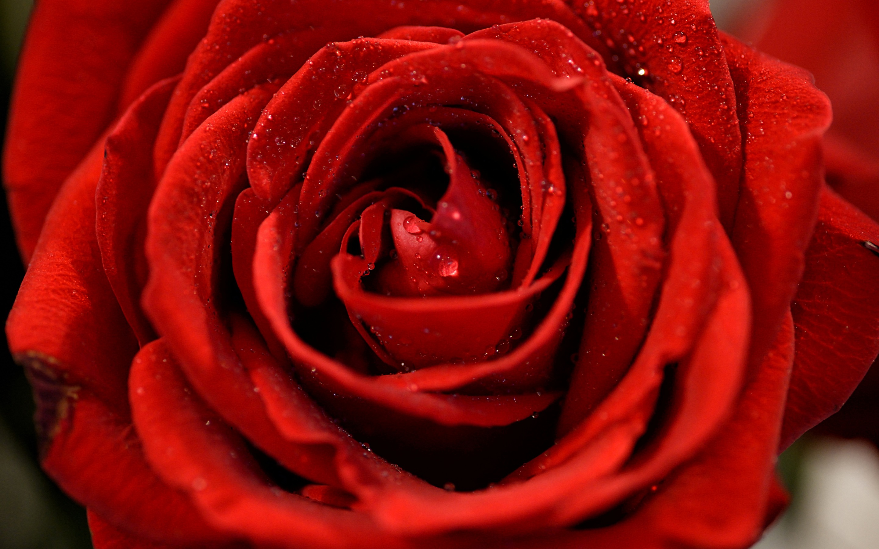 Red Rose 2880x1800