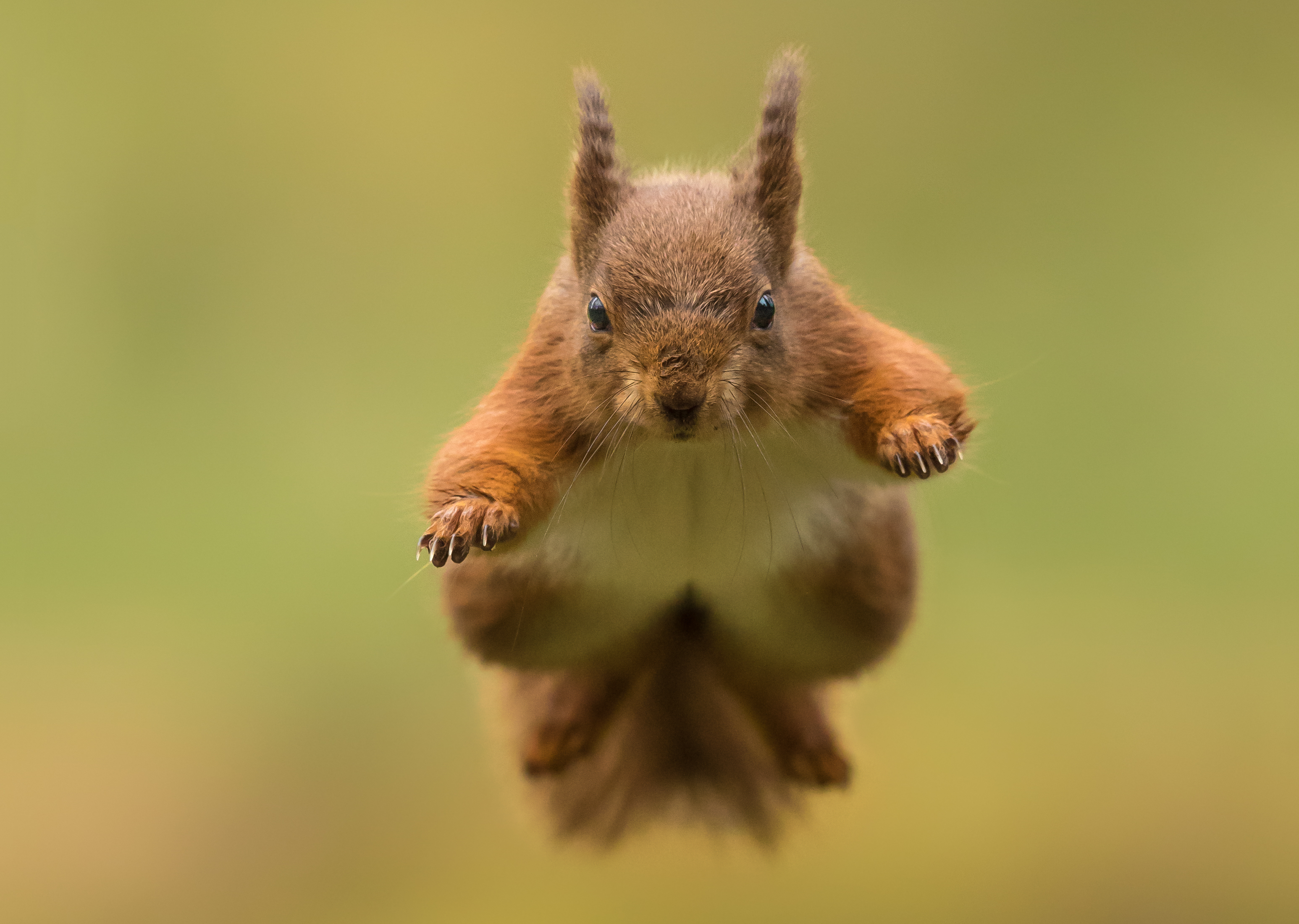 Jump Rodent Squirrel Wildlife 3093x2200
