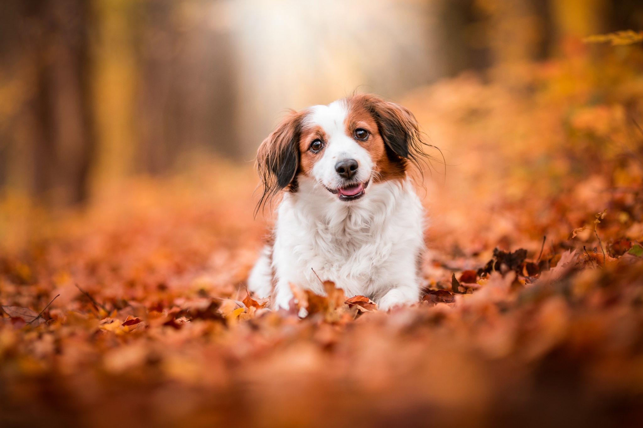 Depth Of Field Dog Fall Kooikerhondje Leaf Pet 2048x1365