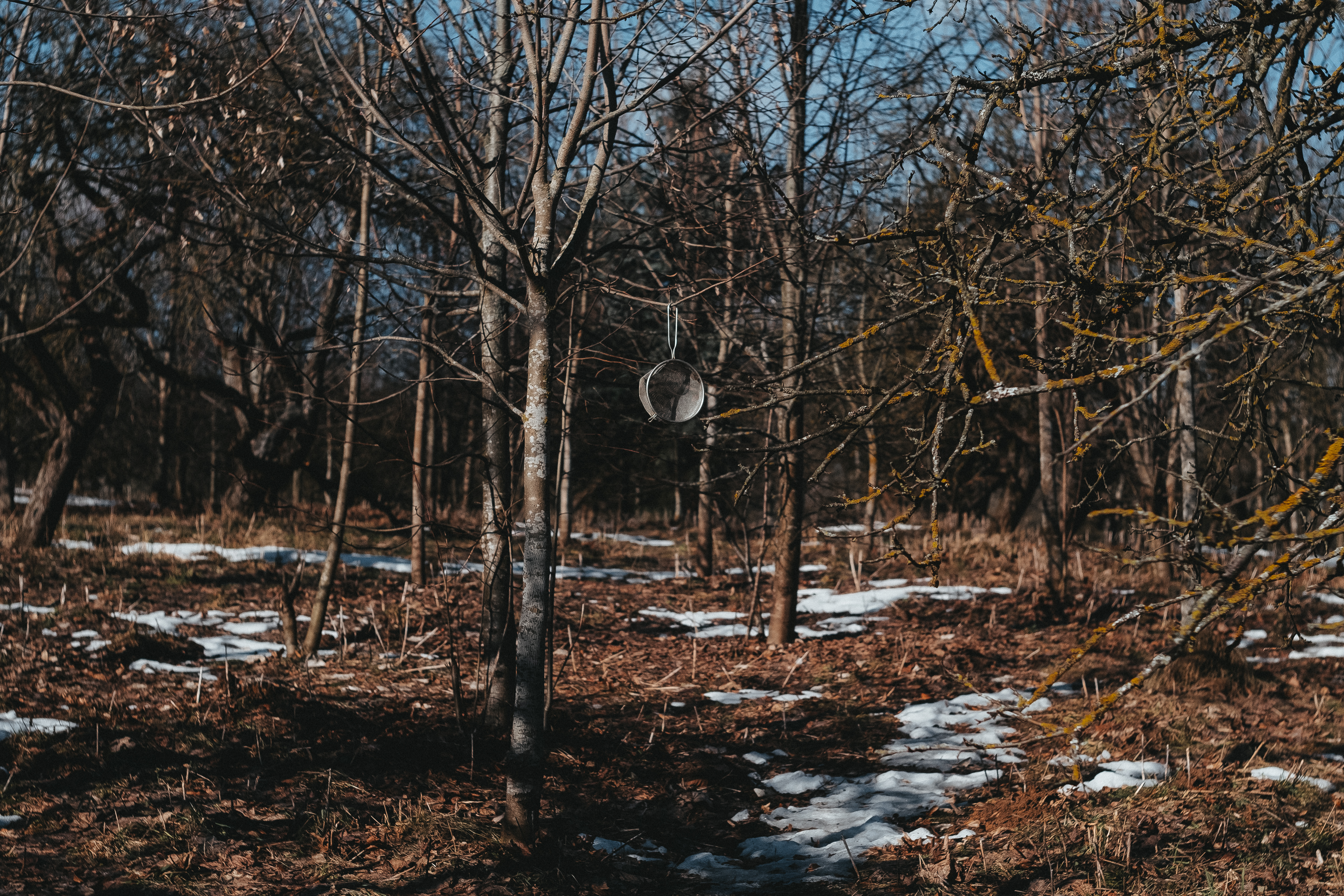 Trees Fujifilm Photography Snow Minsk Belarusian 6000x4000