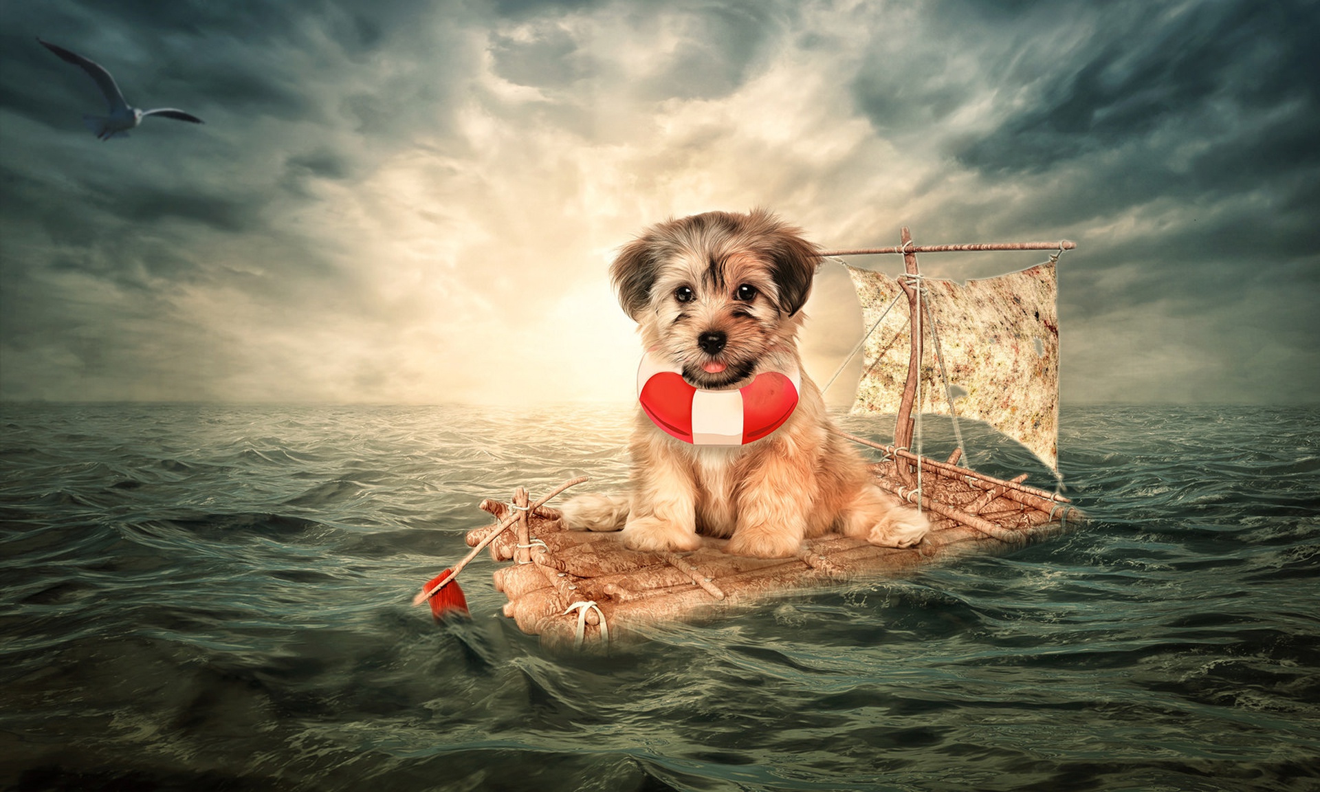 Dog Puppy Raft Sea Seagull Situation 1920x1152