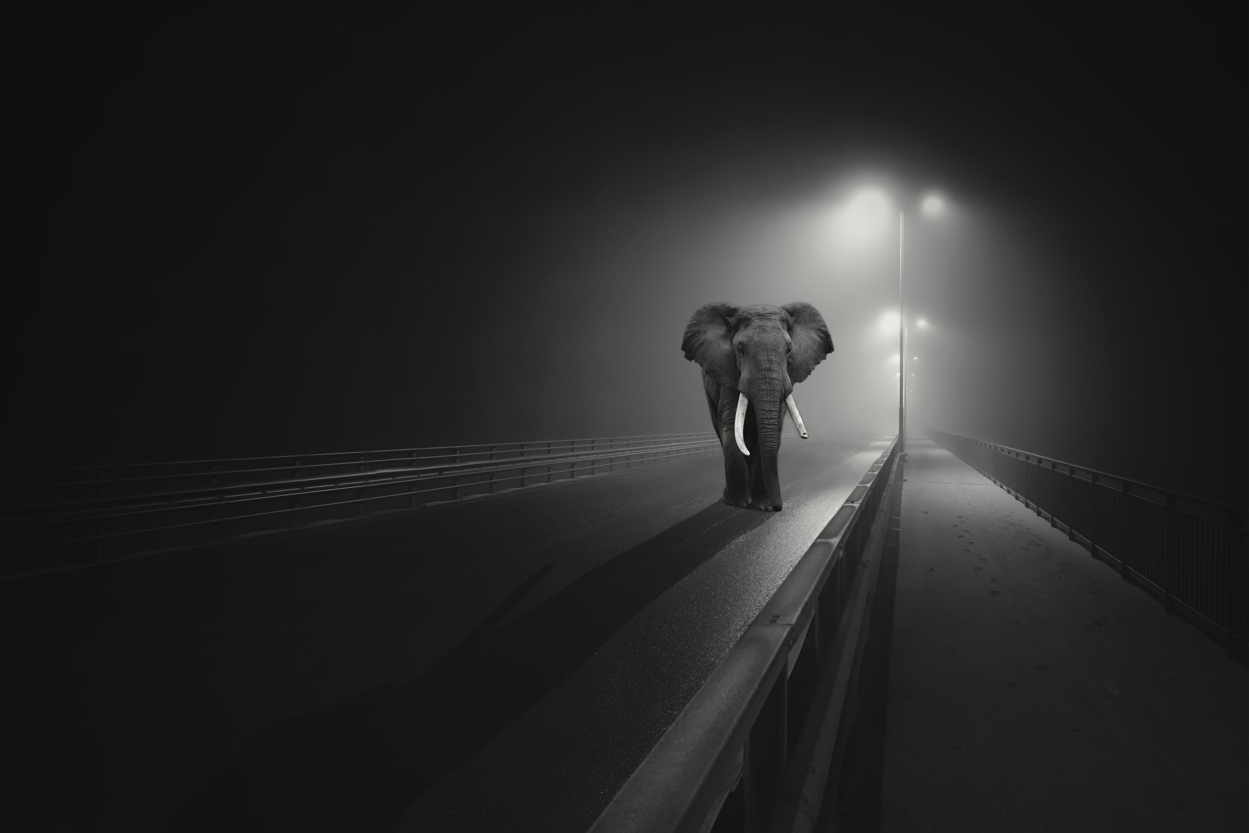 Black Amp White Elephant Lamp Post Night Road Wildlife 2560x1707