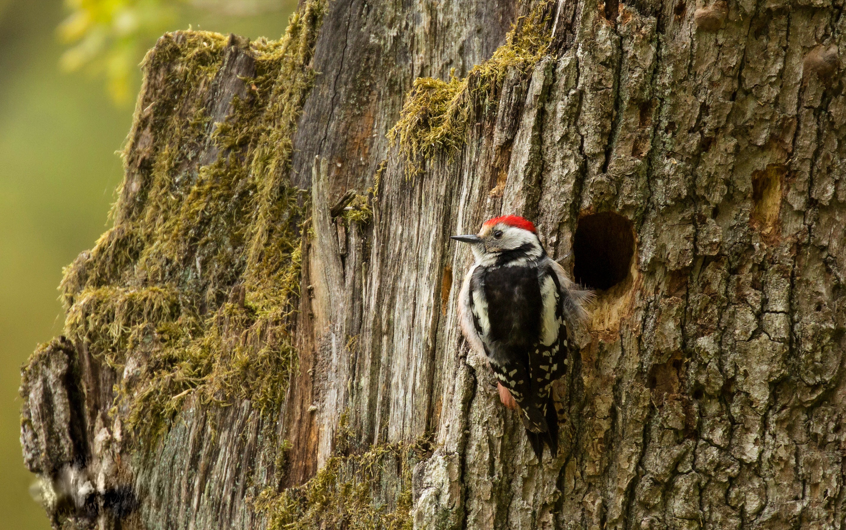 Bird Woodpecker 2859x1791