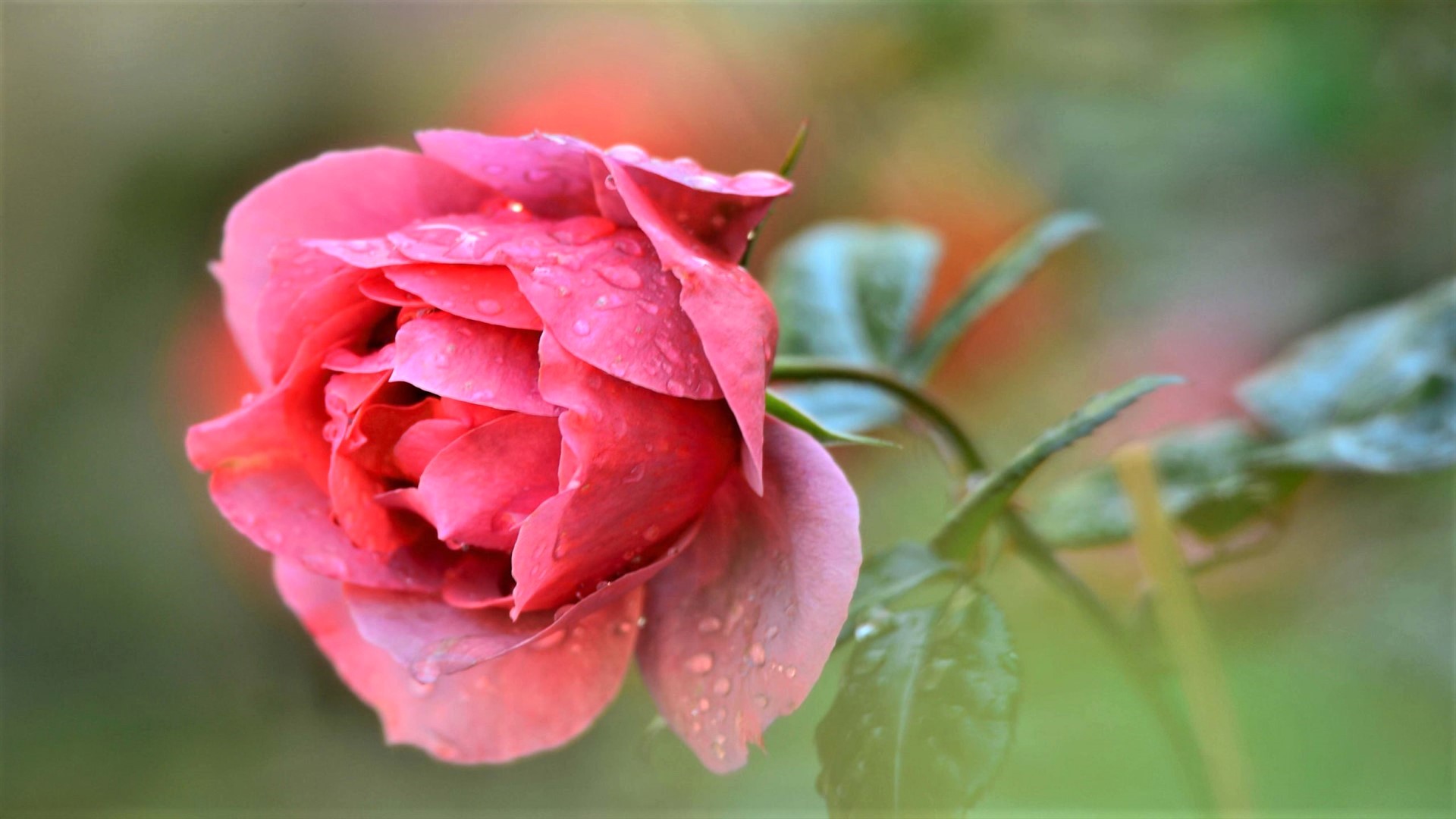 Earth Flower Pink Rose Rose Water Drop 1920x1080