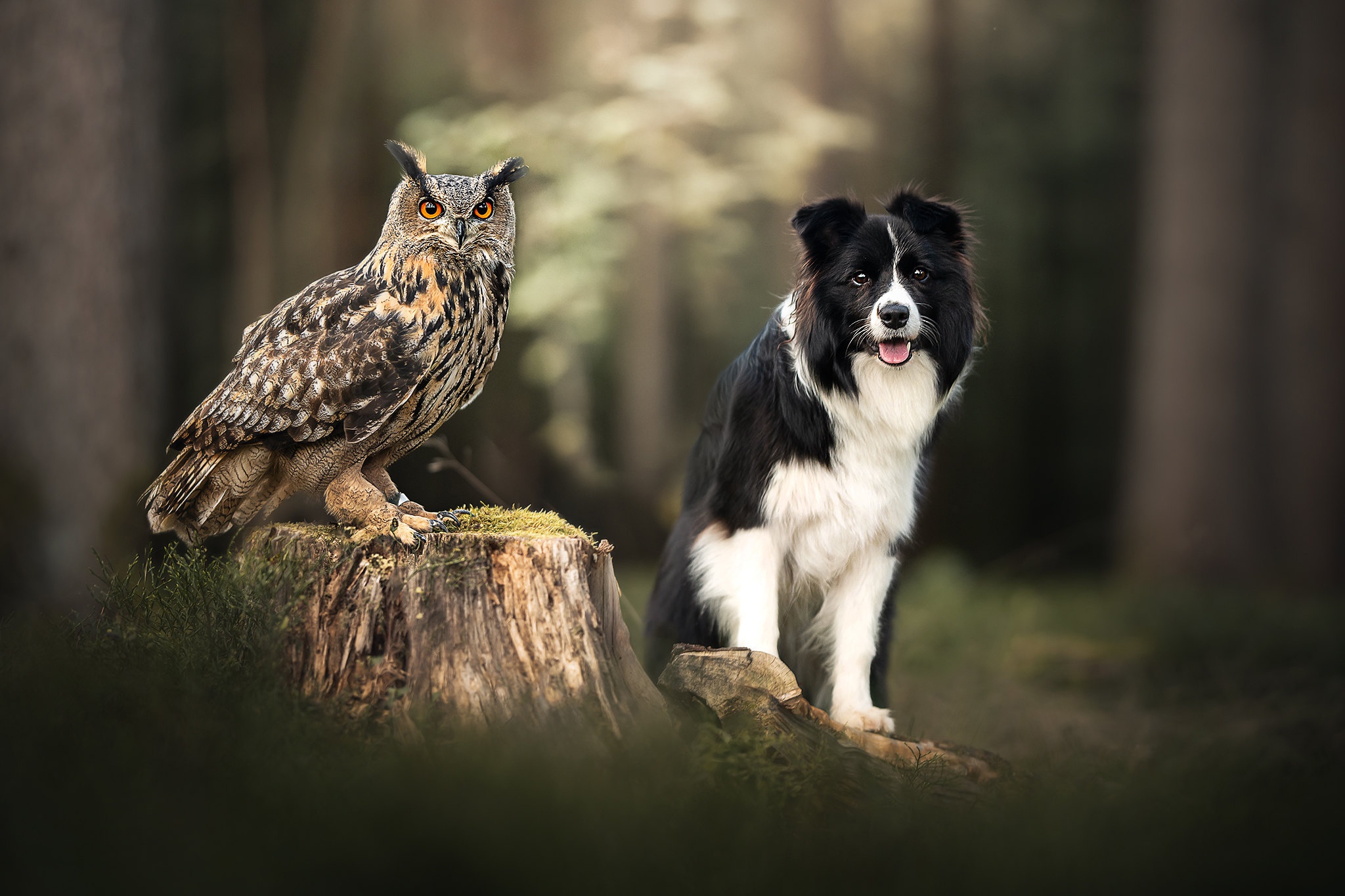 Bird Border Collie Dog Owl Stump Wildlife 2048x1365