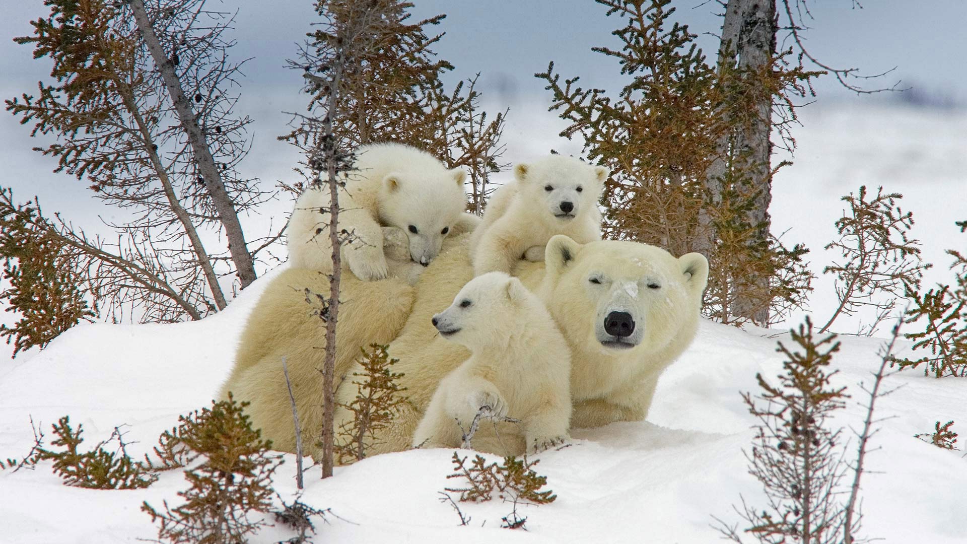 Baby Animal Cub Polar Bear Snow Wildlife Winter Predator Animal 1920x1080