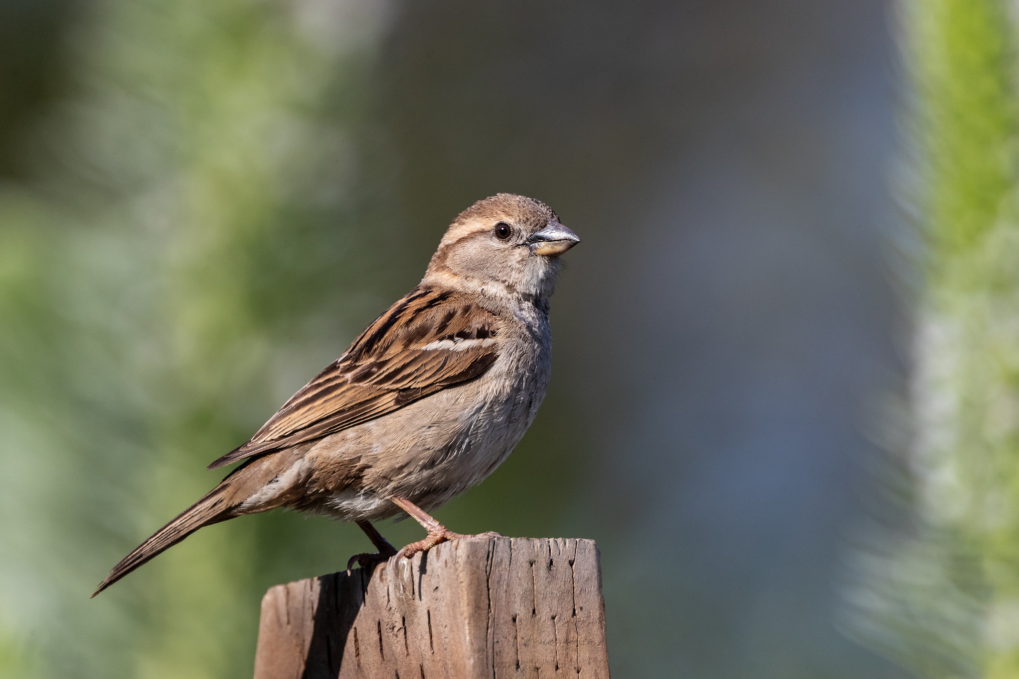 Bird Sparrow Wildlife 2048x1365