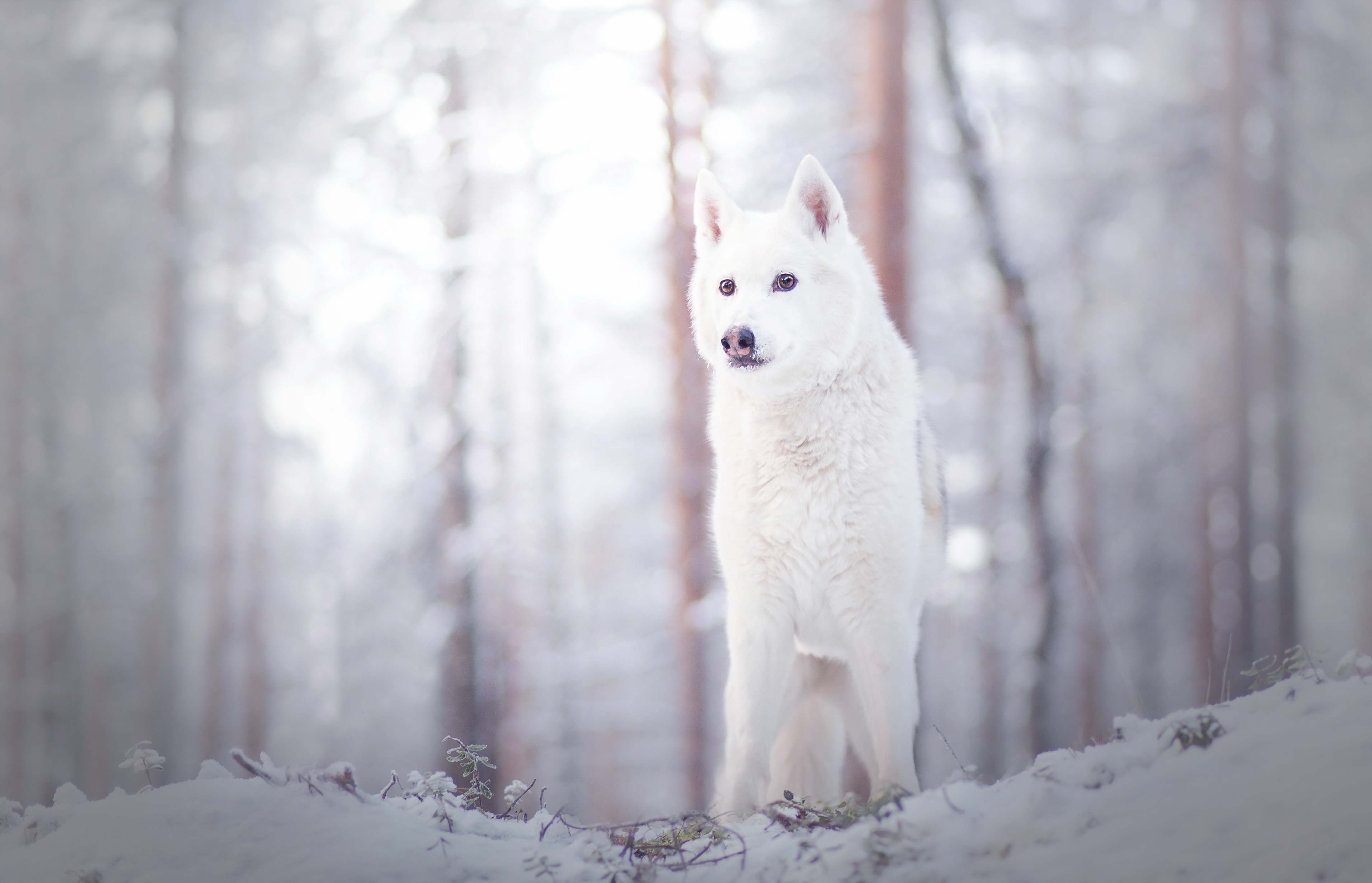 White Wildlife Winter Wolf Predator Animal 4407x2837
