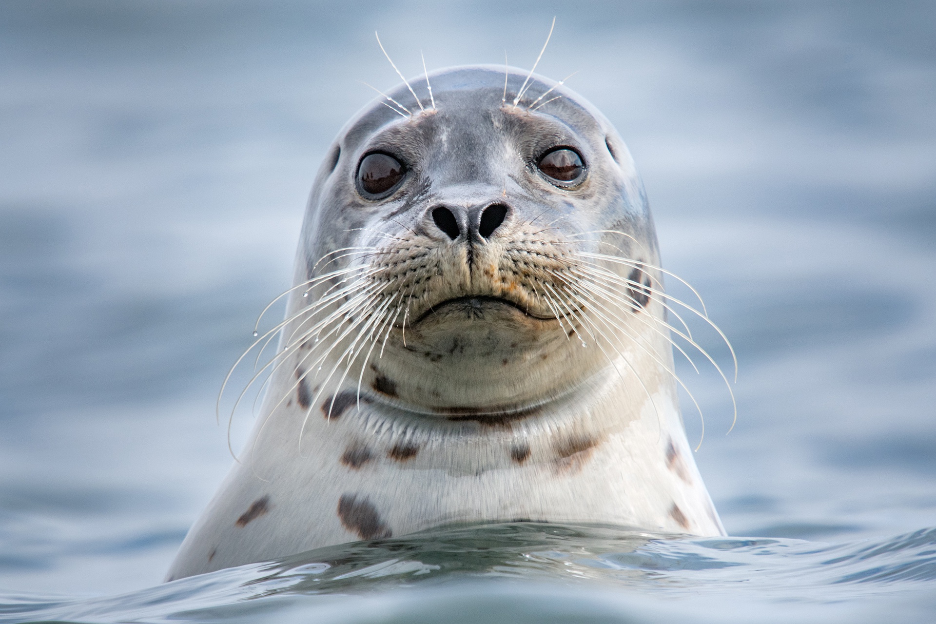 Sea Life Seal Stare 1920x1280