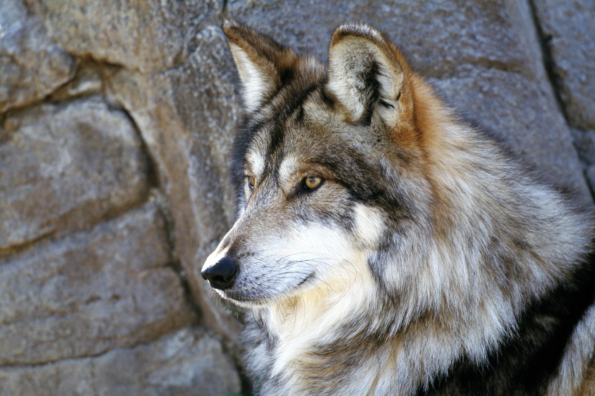 Animal Close Up Face Gray Wolf Wolf 2000x1333