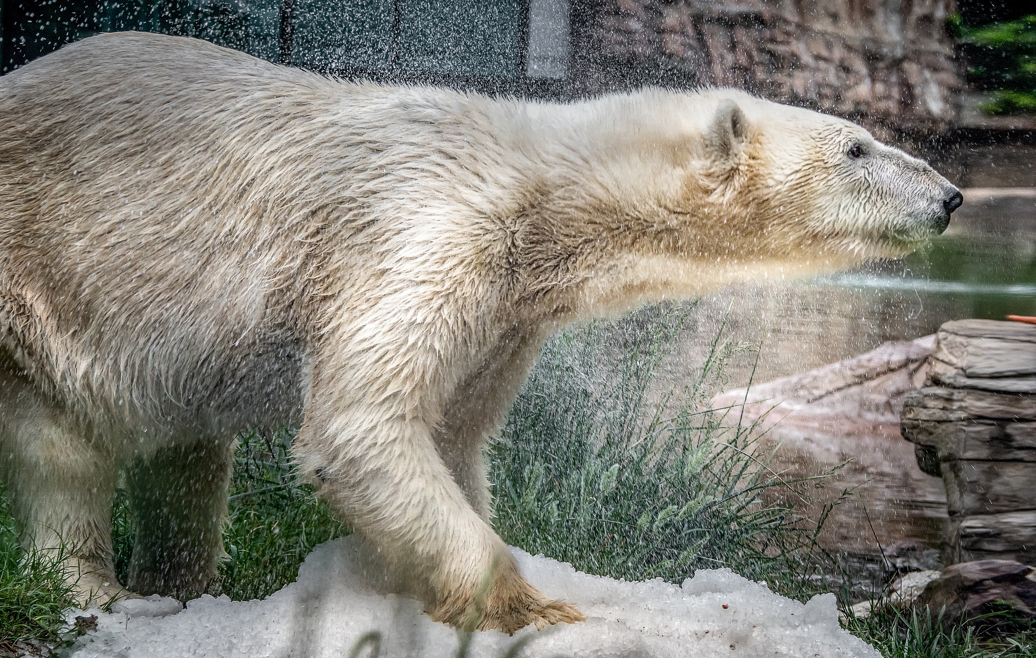 Polar Bear Wildlife Predator Animal 2048x1301