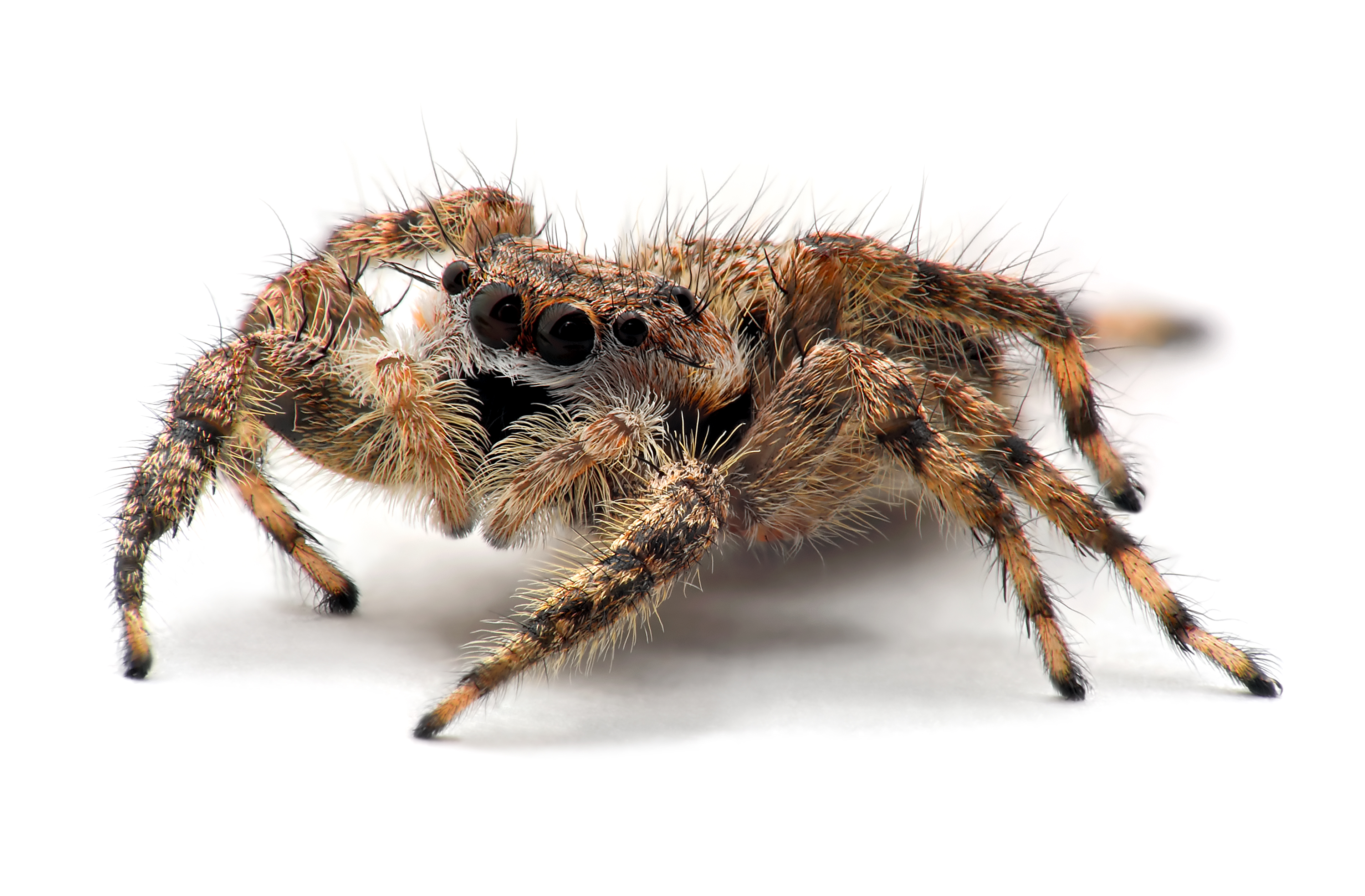 Animal Spider 3828x2514