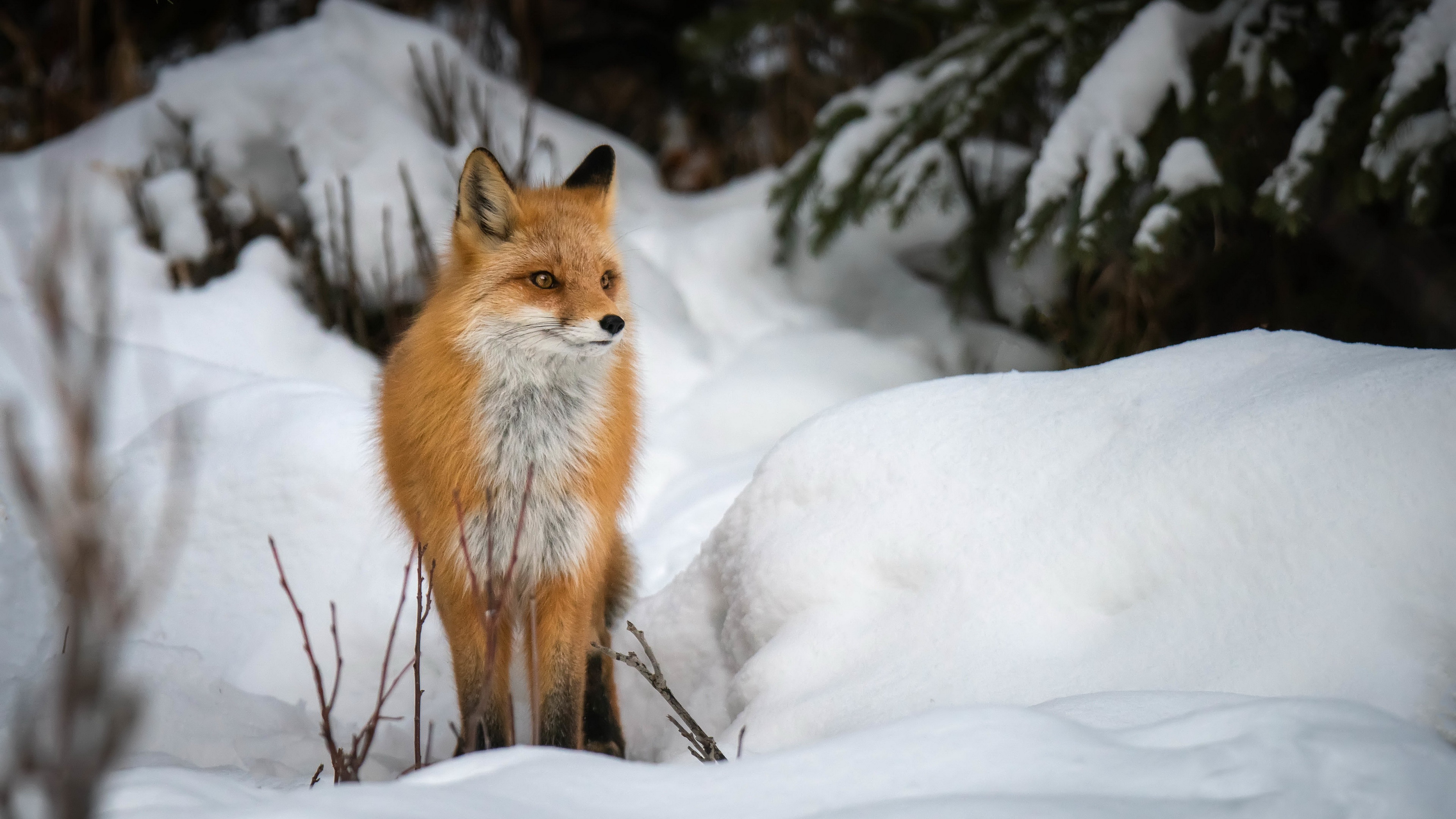 Fox Snow Winter Animals Mammals Nature 3840x2160
