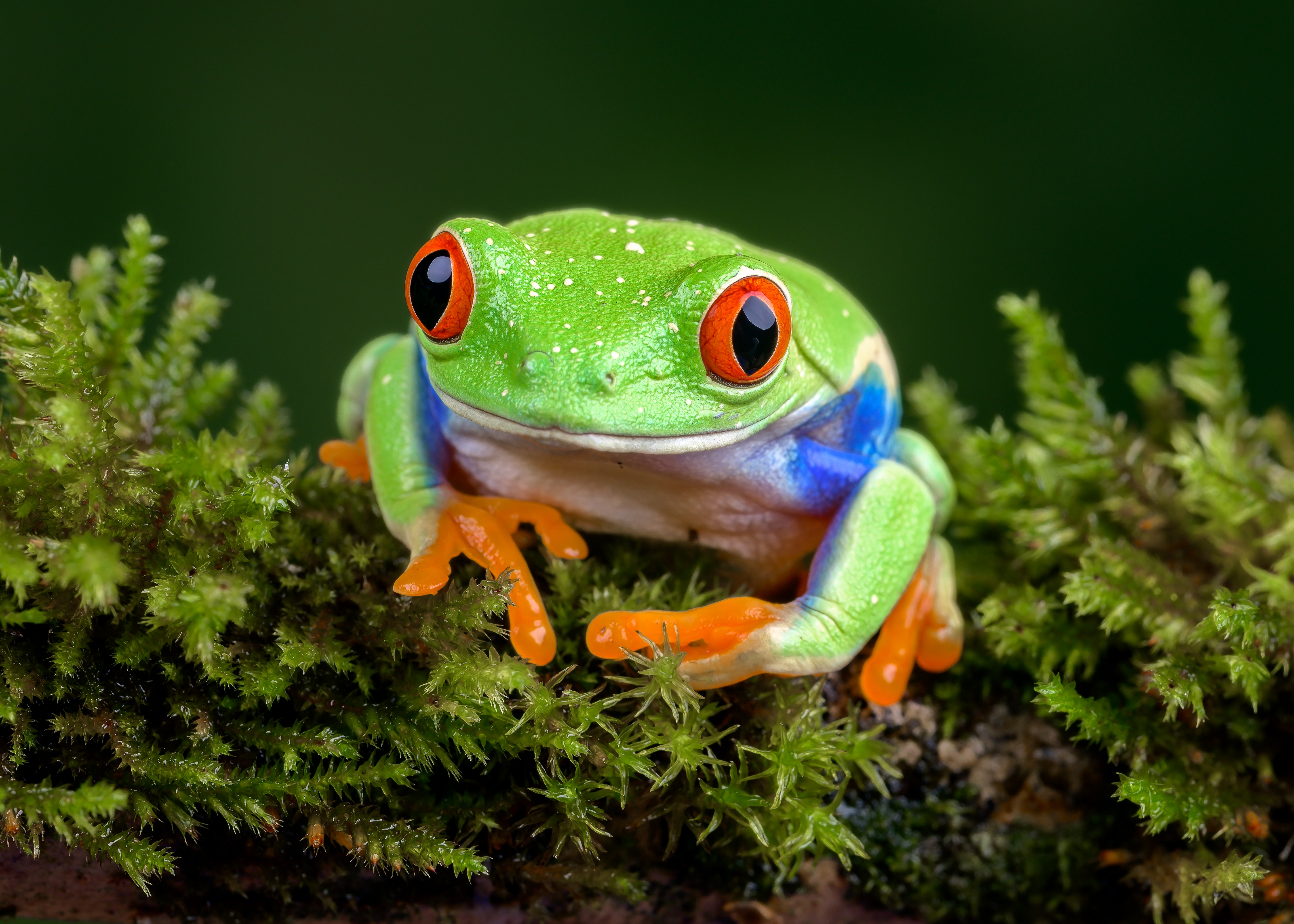 Amphibian Frog Wildlife 4562x3258