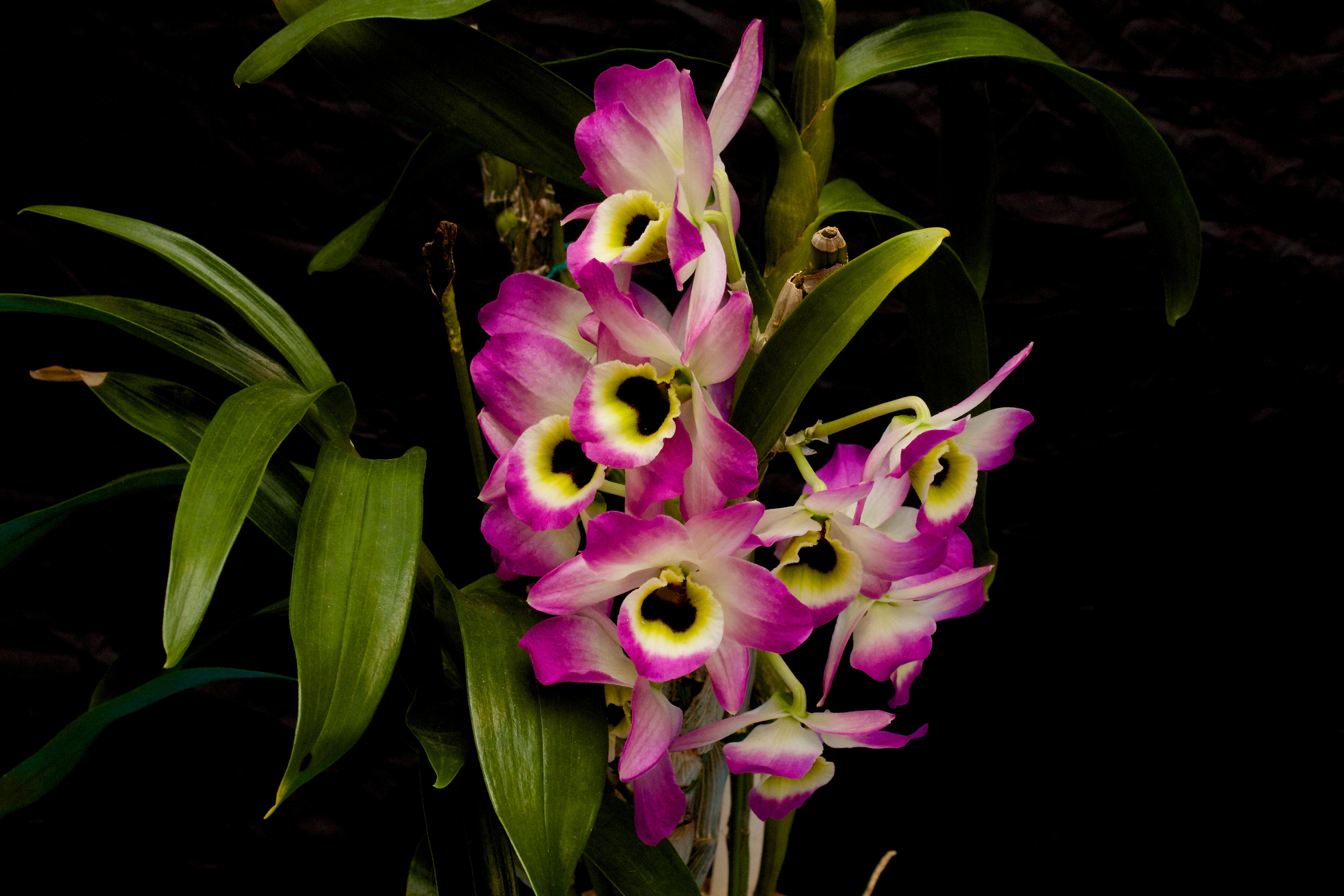 Earth Flower Orchid Purple Flower 3000x2000