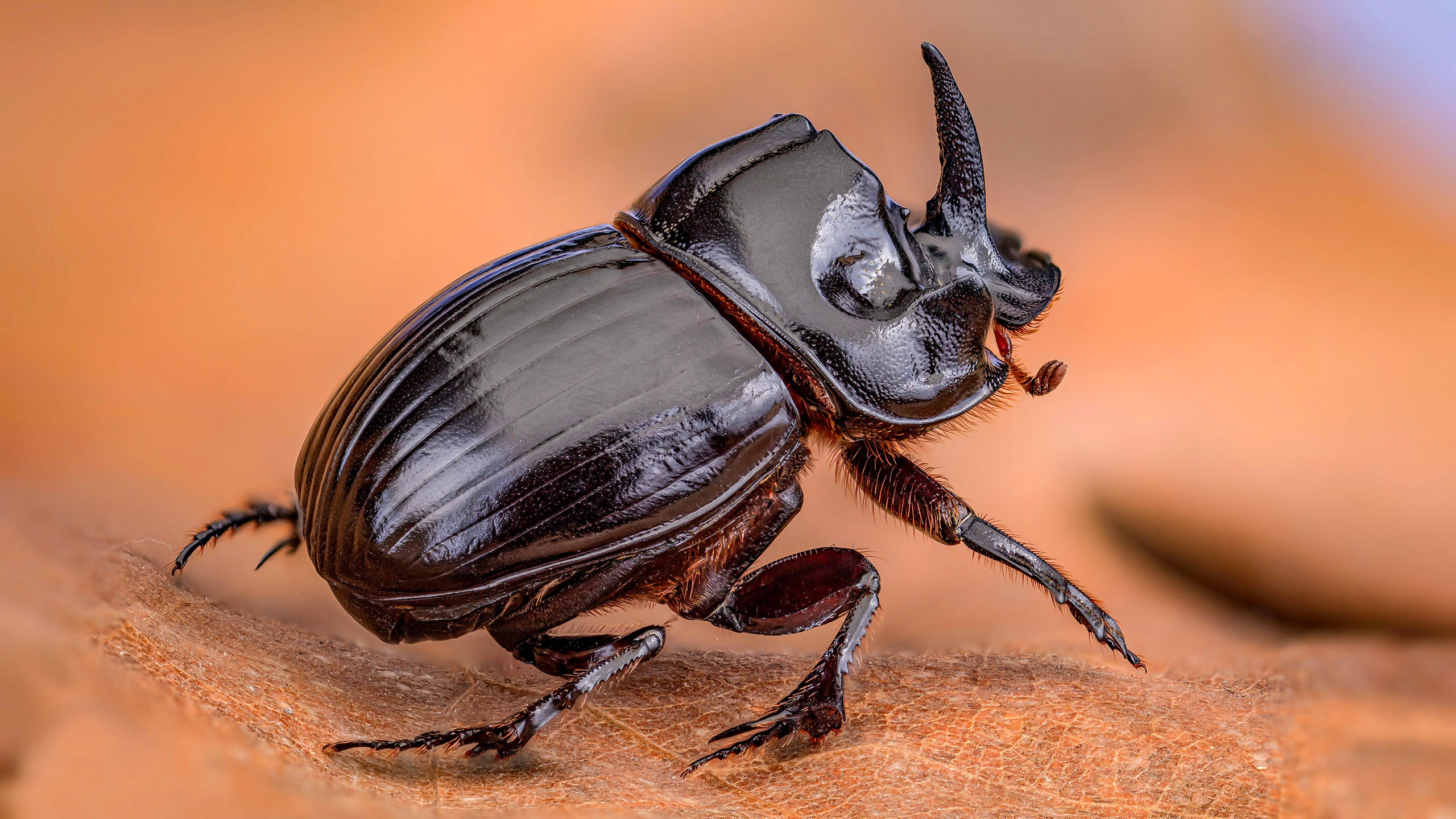Beetle Blur Insect Macro Rhinoceros Beetle 2560x1440