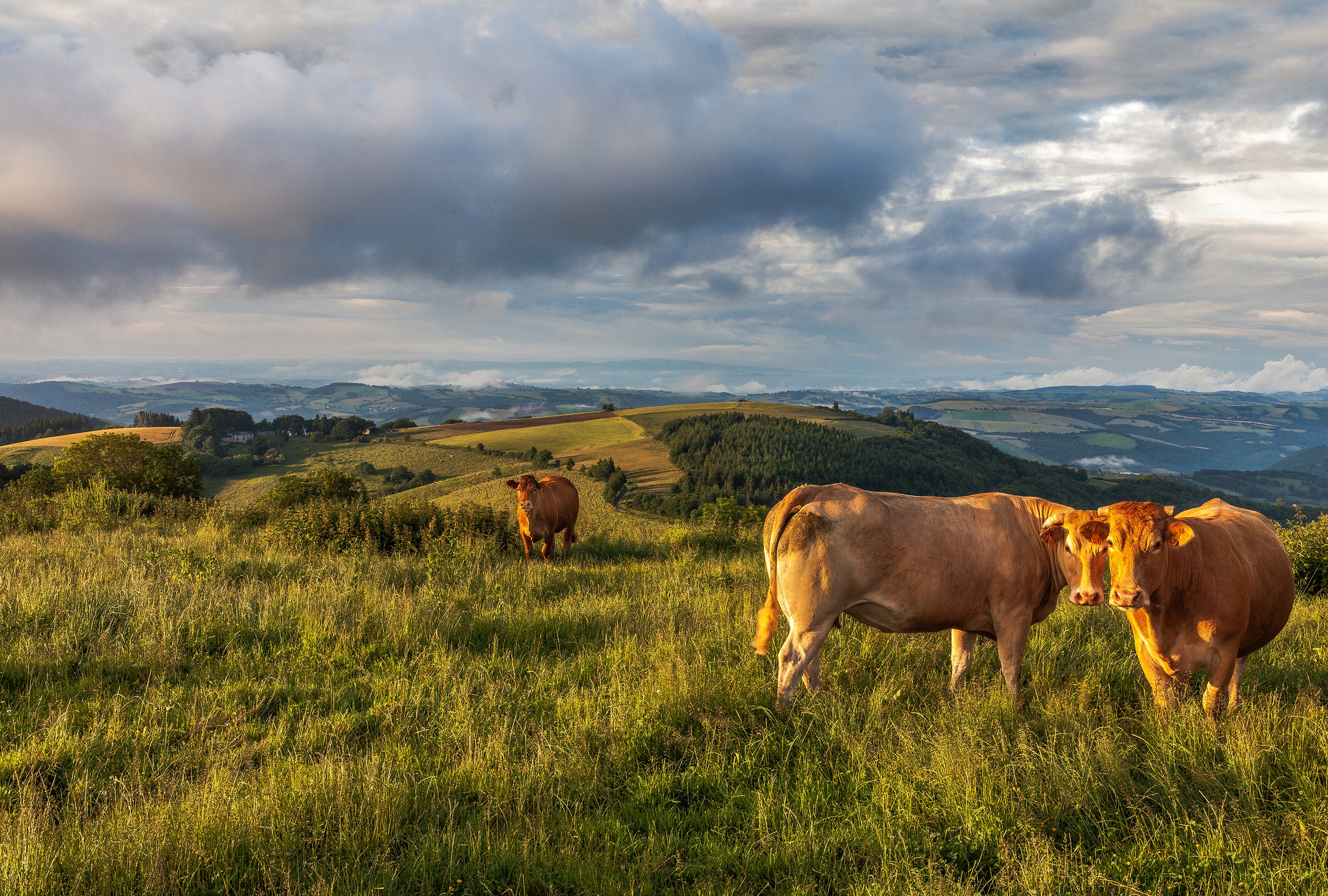 Cloud Cow Landscape 2880x1945