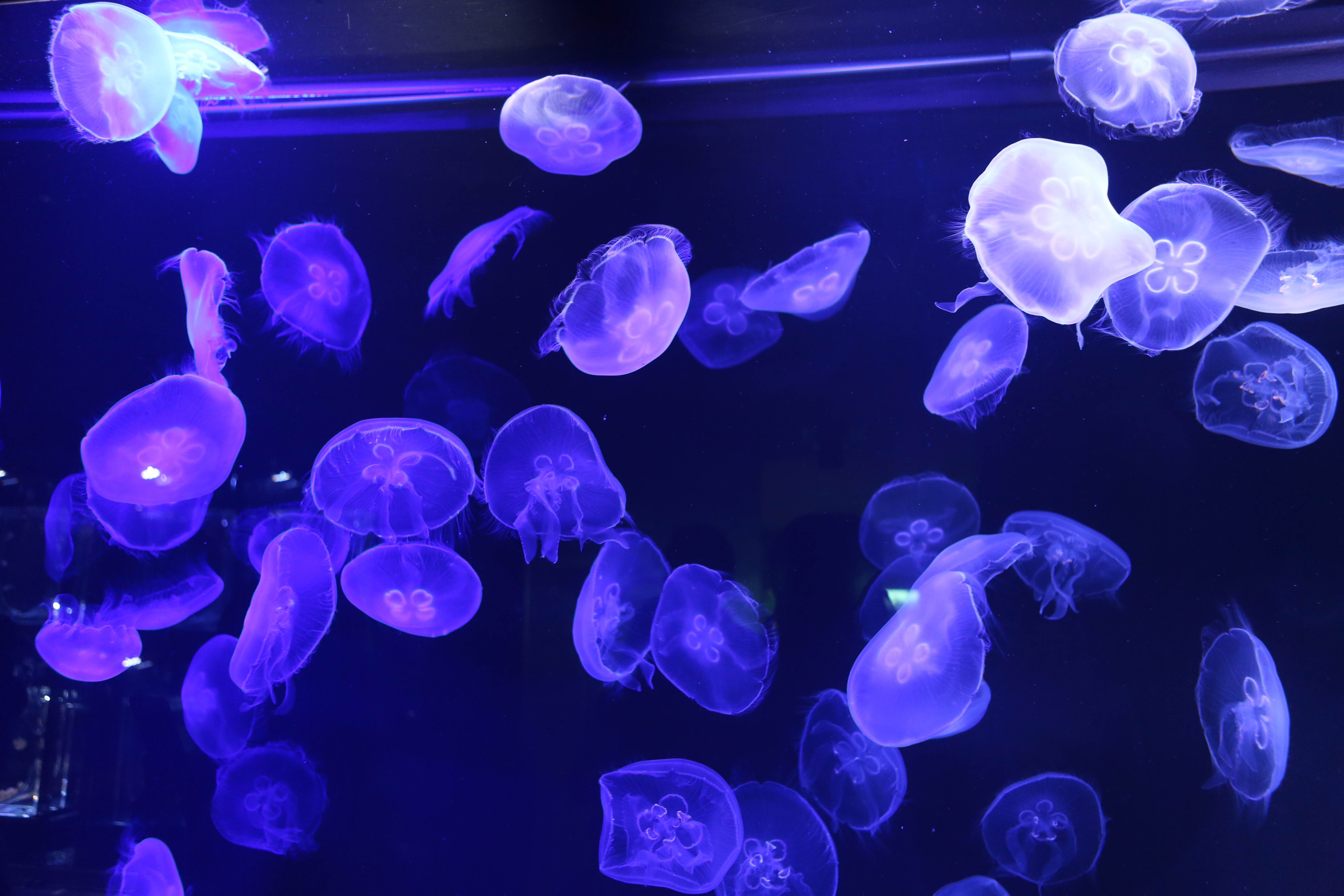 Blue Jellyfish Sea Life Underwater 5760x3840