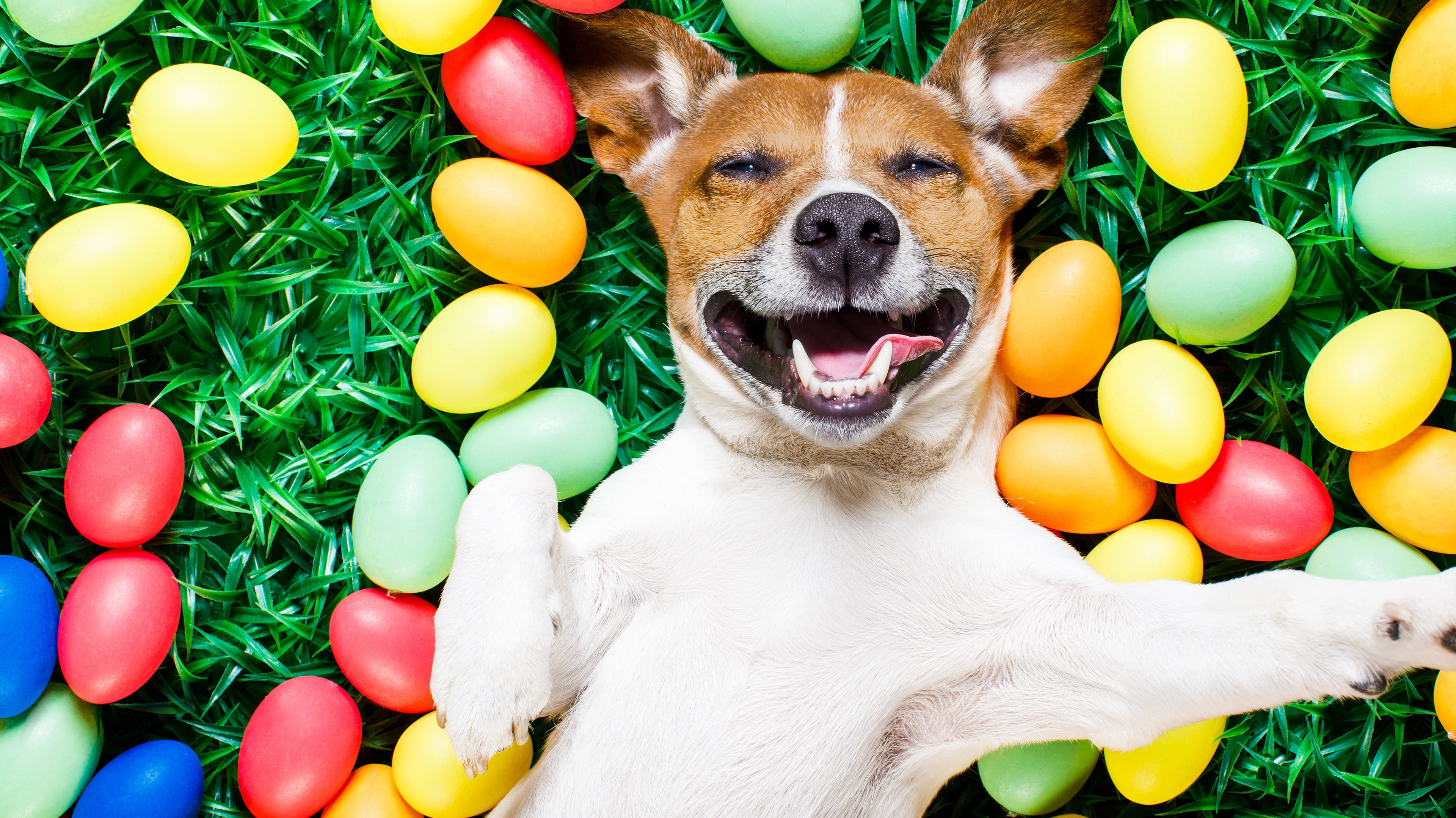 Colors Dog Easter Egg Grass 3840x2160